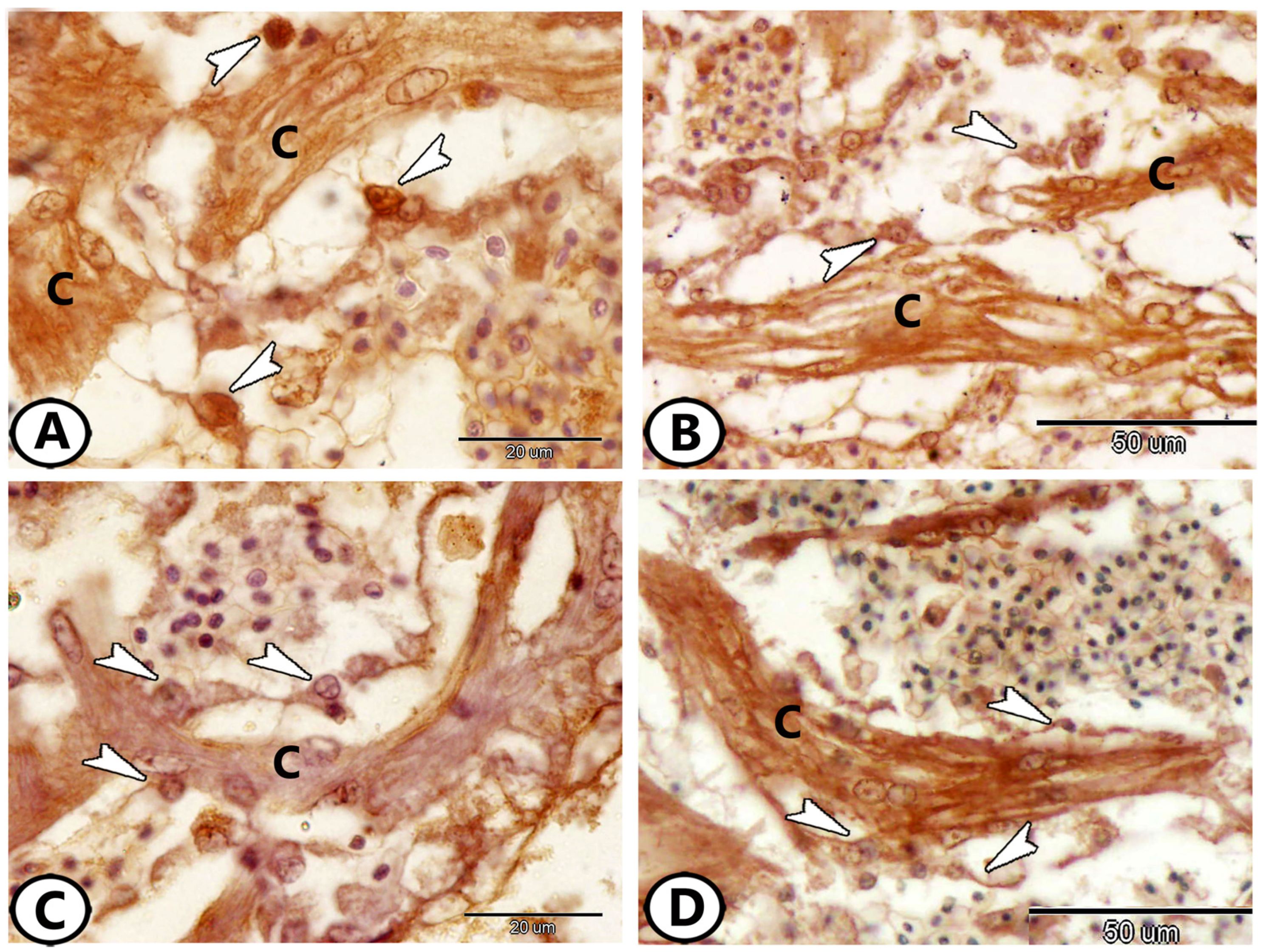 Fishes 09 00283 g007 Fishes 09 00283 g007