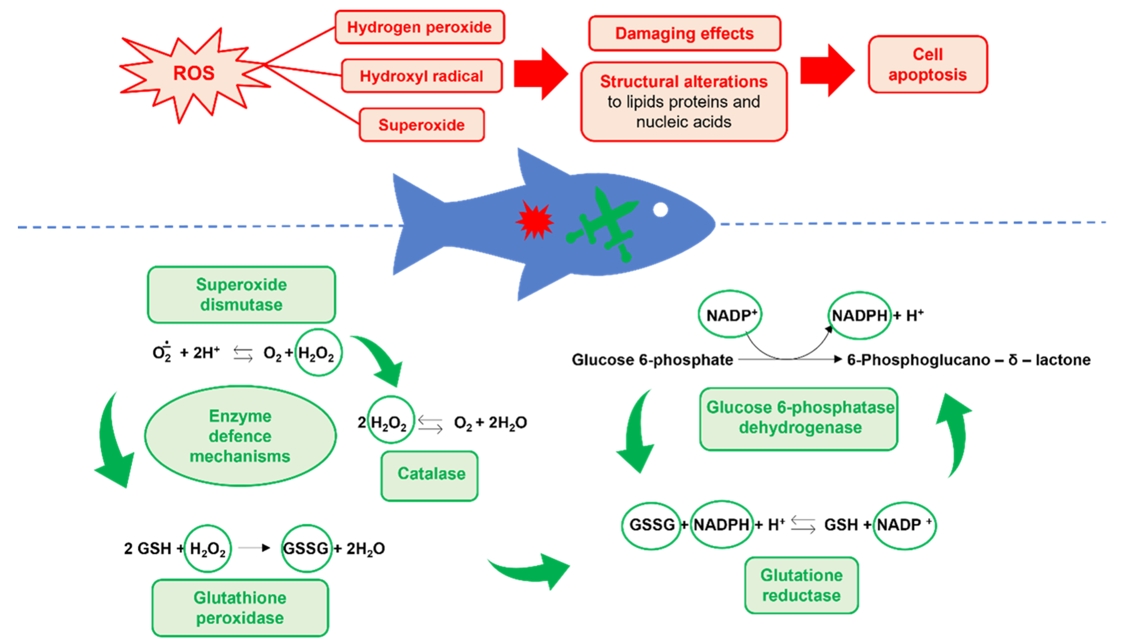 Fishes 09 00289 g003