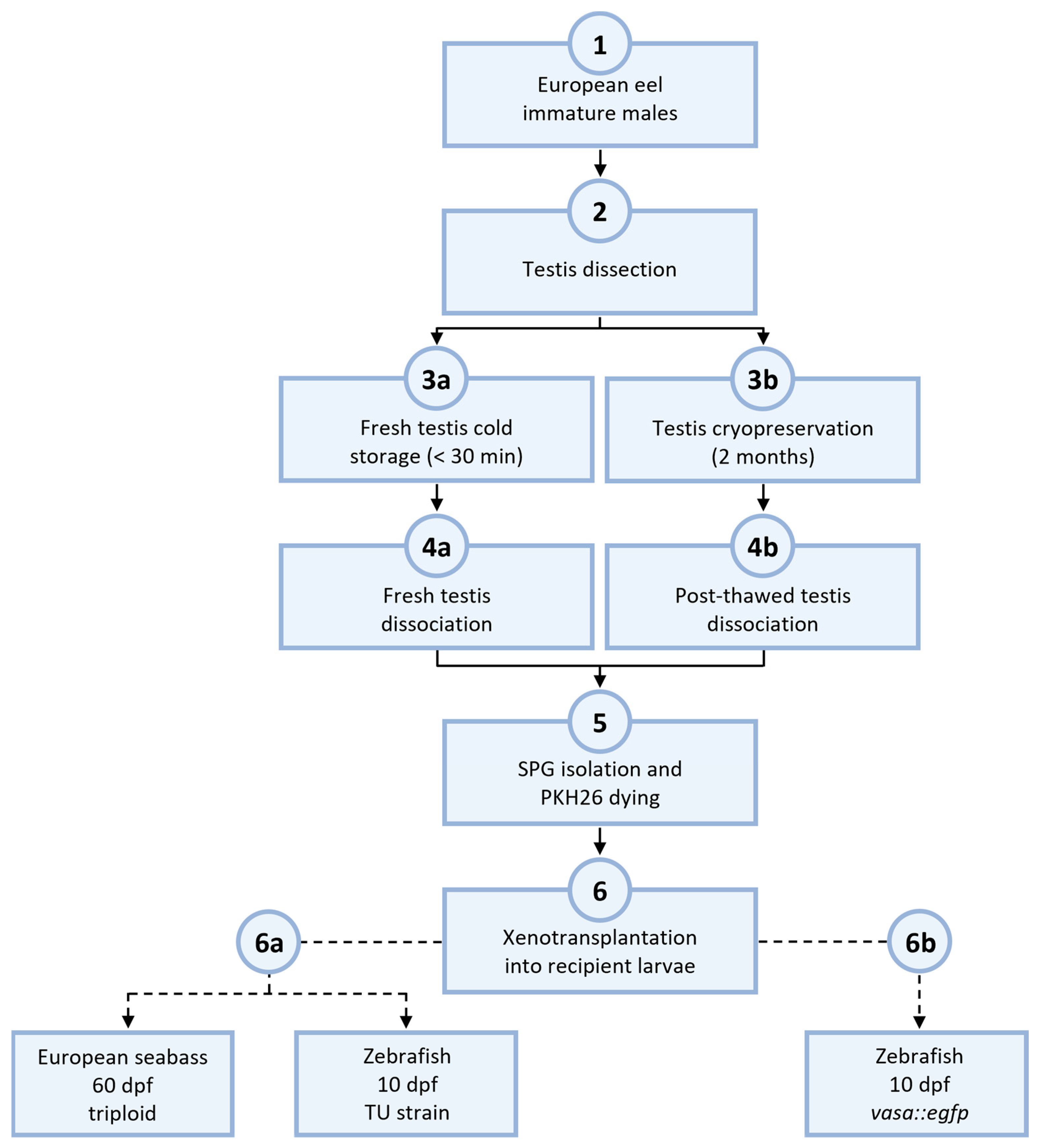Fishes 09 00290 g001 Fishes 09 00290 g001