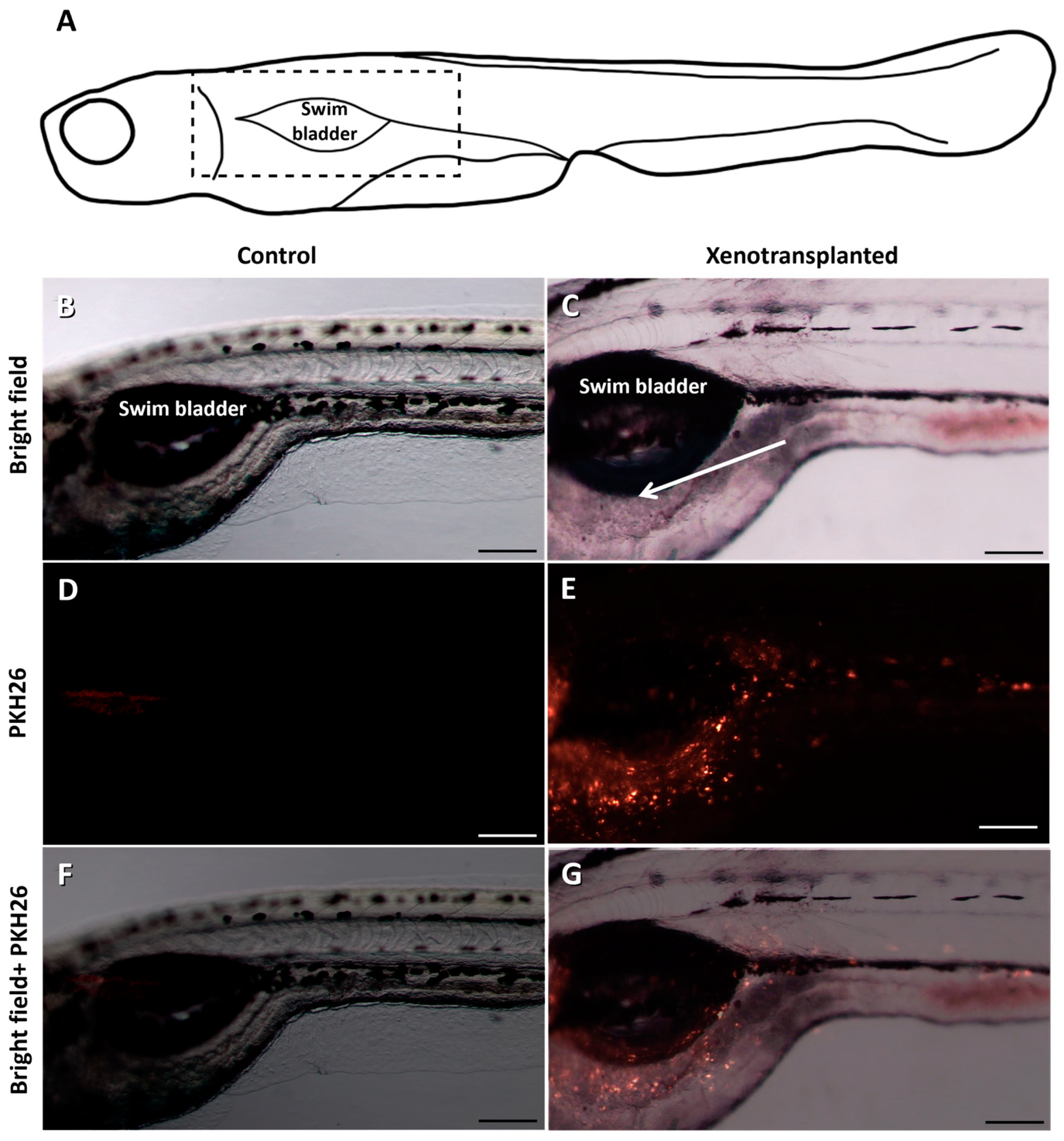 Fishes 09 00290 g005 Fishes 09 00290 g005