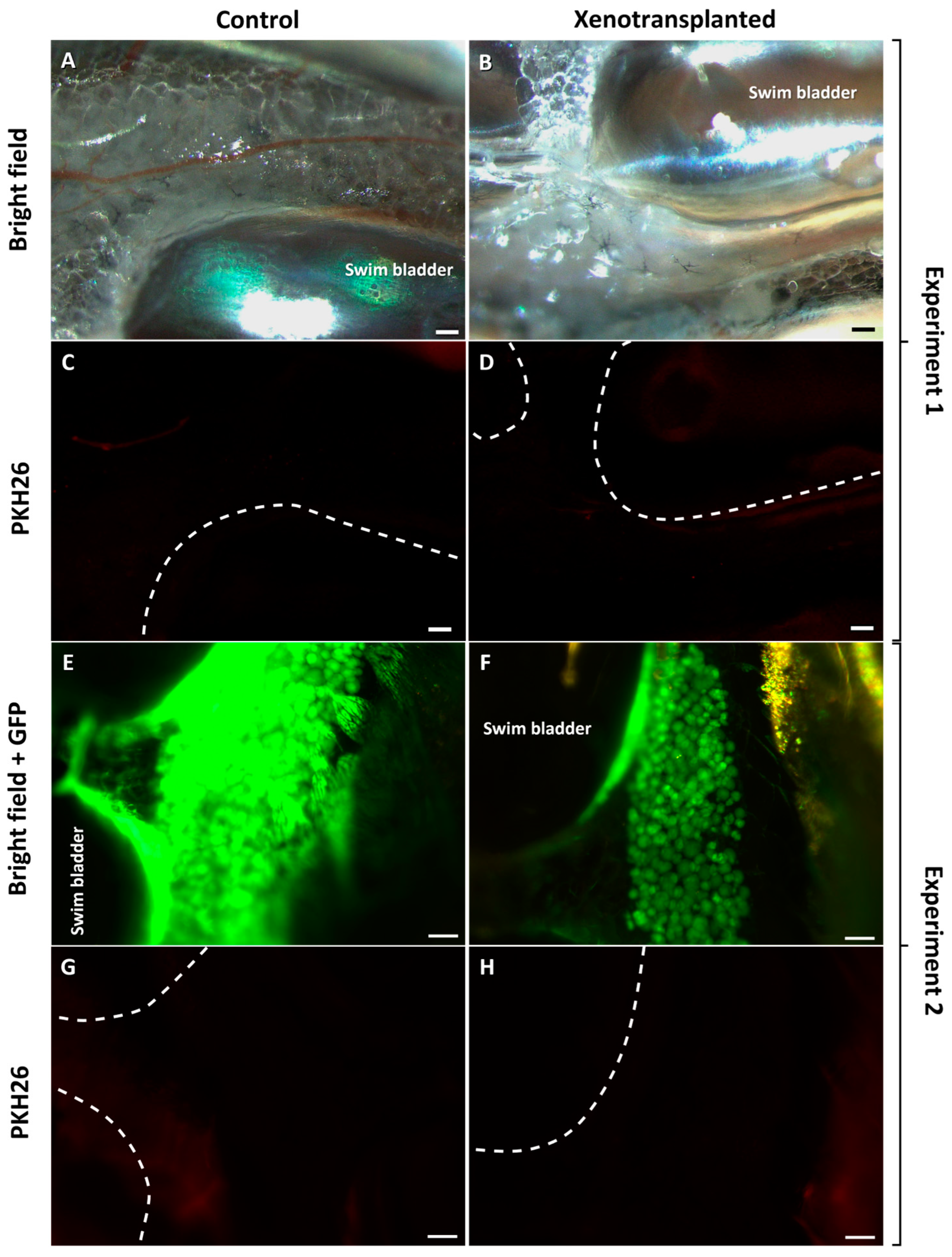 Fishes 09 00290 g006 Fishes 09 00290 g006