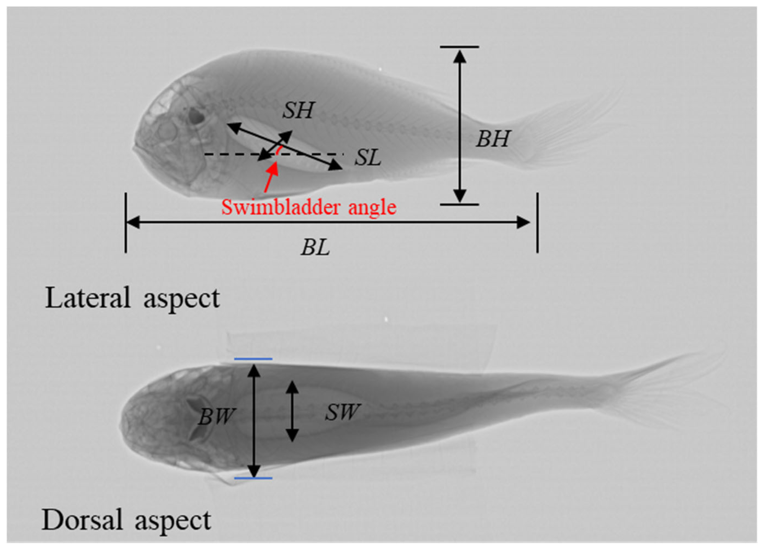 Fishes 09 00304 g001