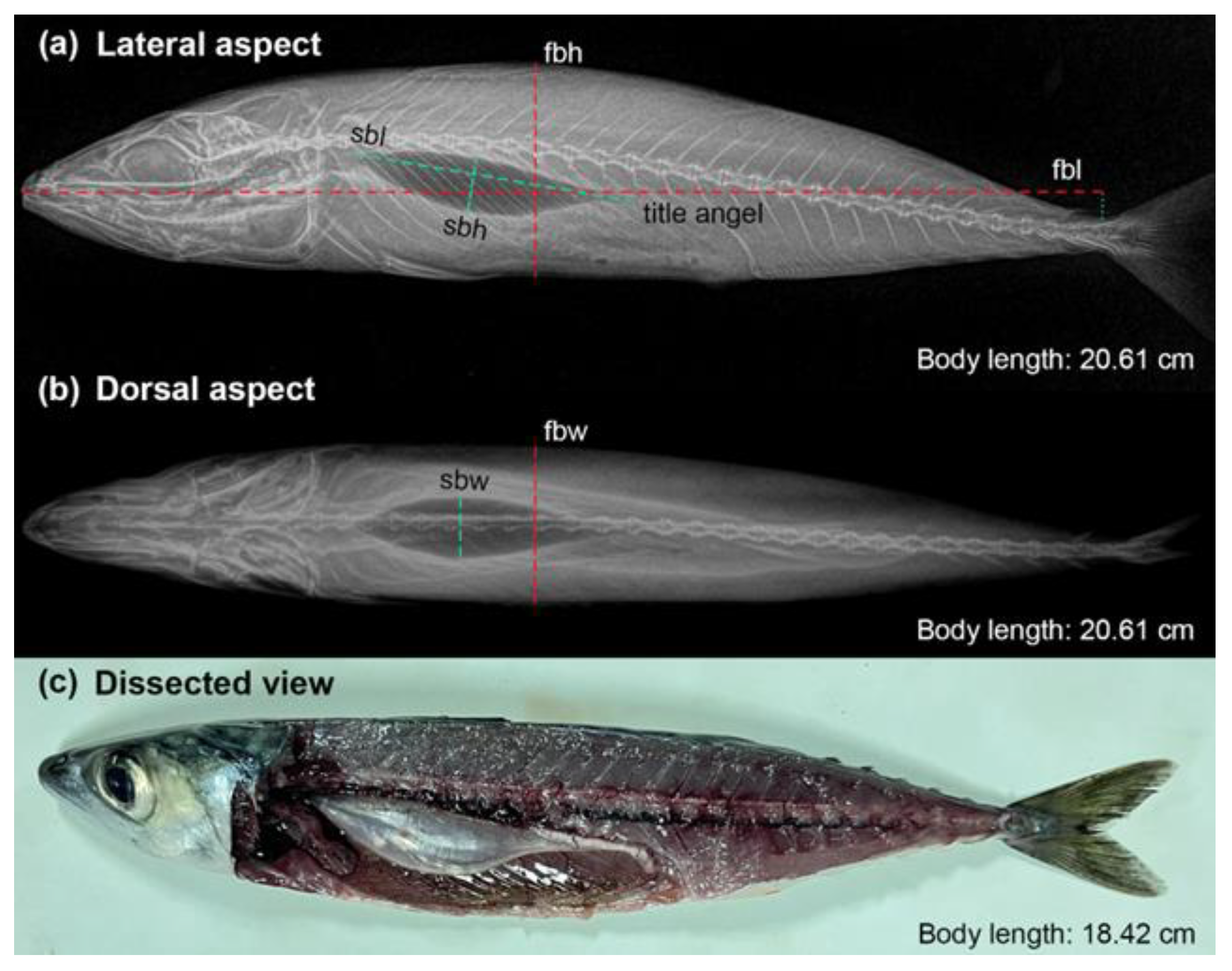Fishes 09 00307 g001