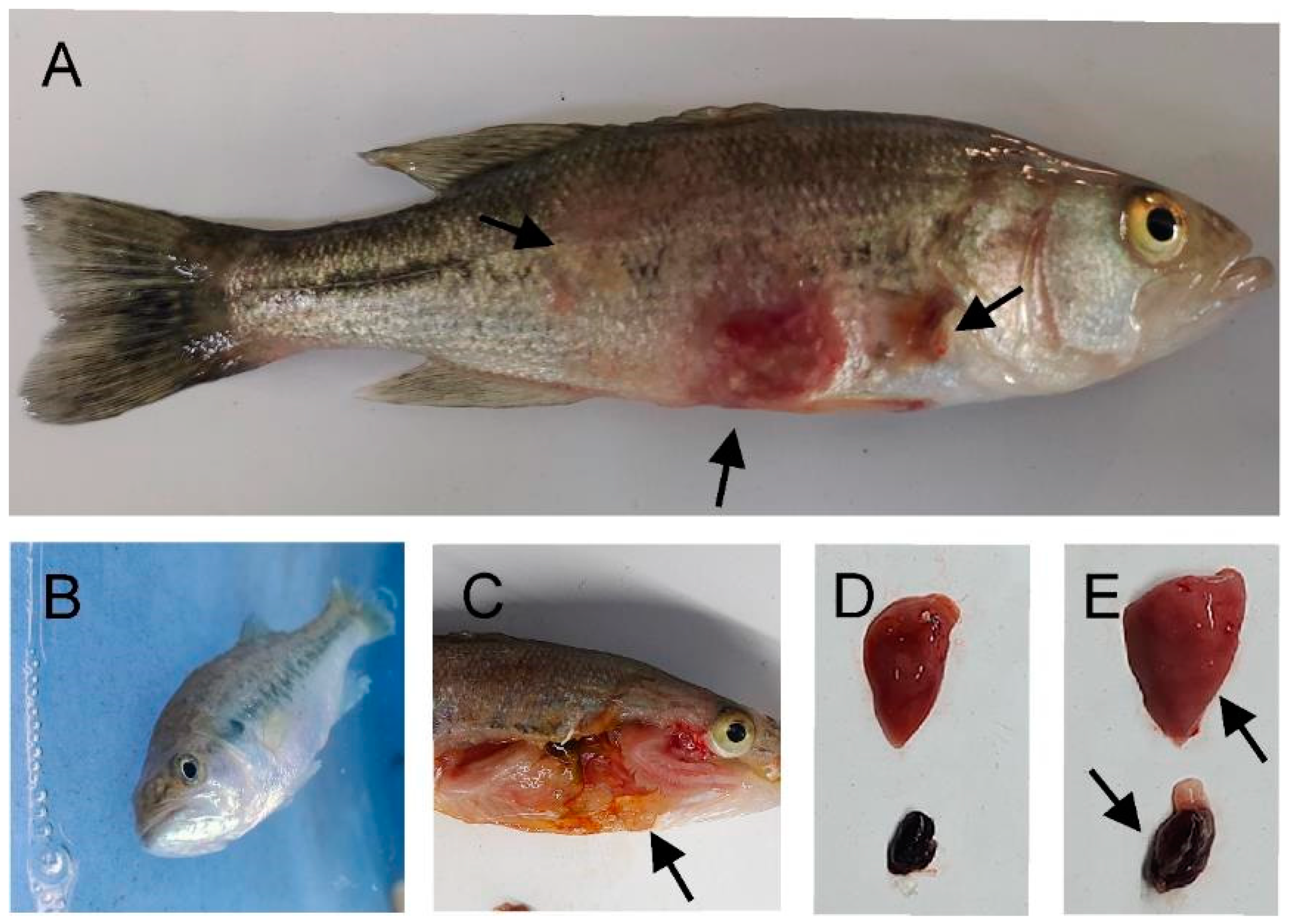 Fishes 09 00314 g008