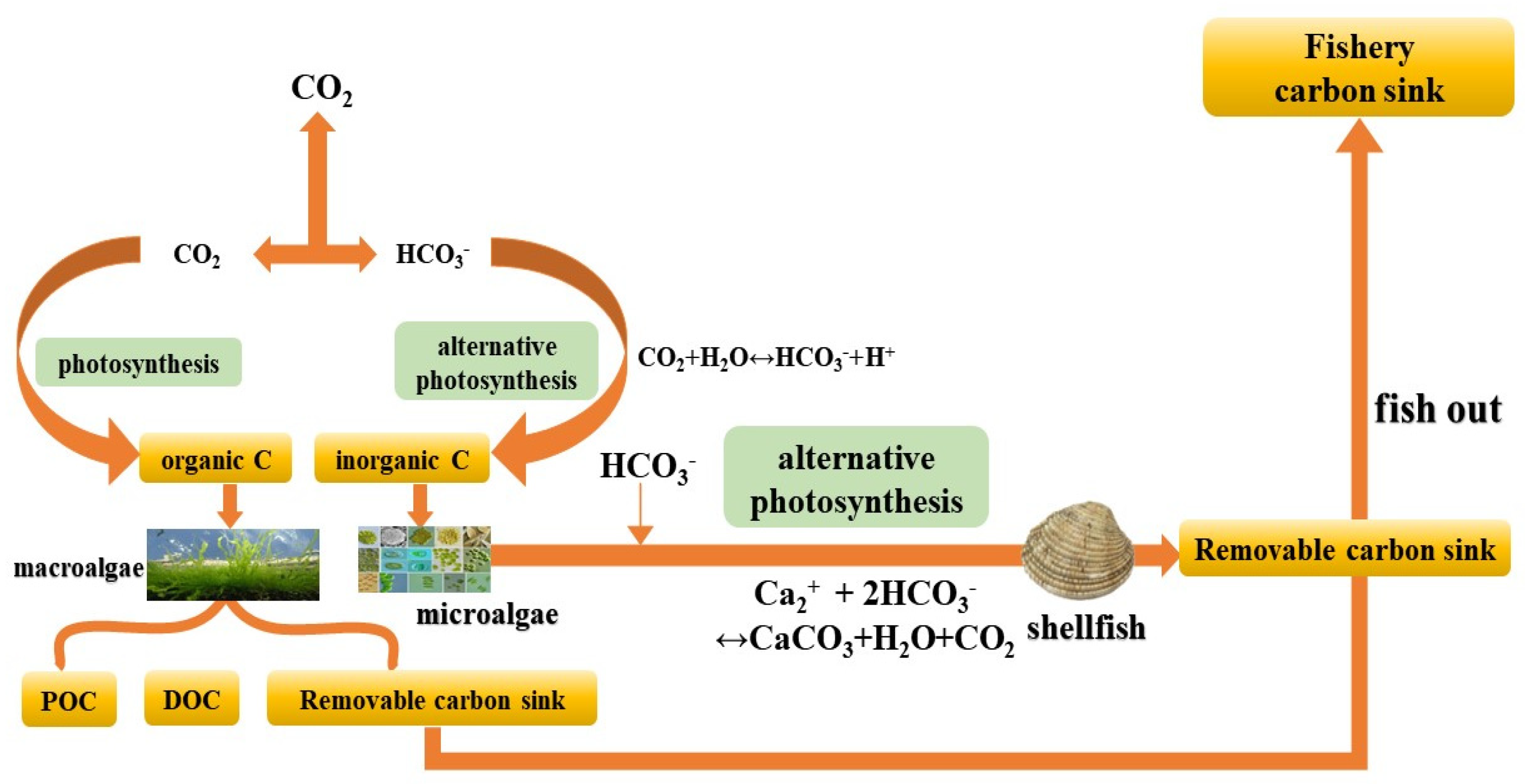 Fishes 09 00318 g001
