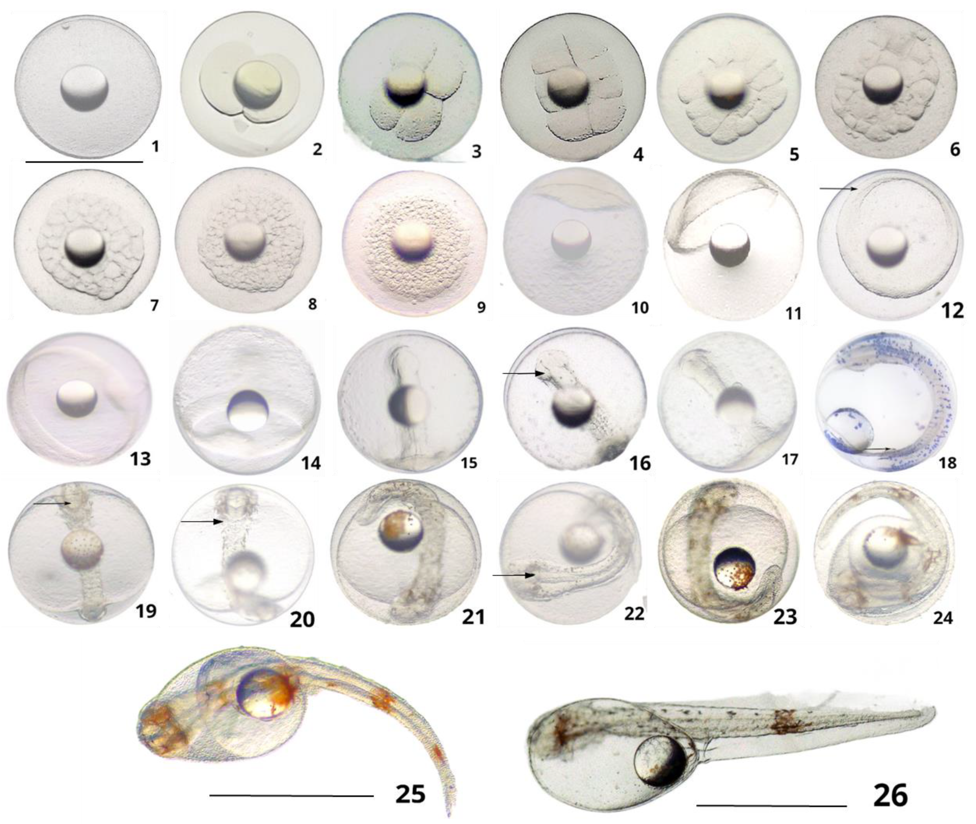 Fishes 09 00329 g001