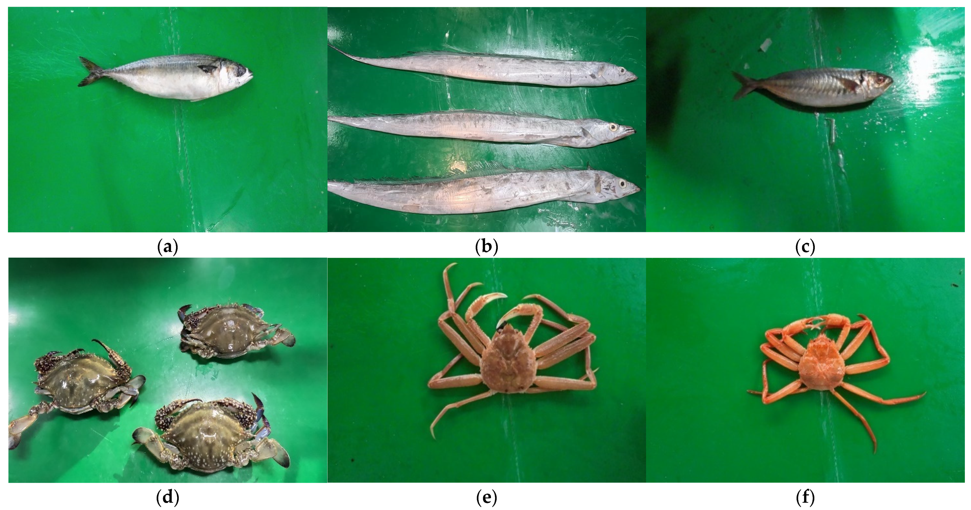 Fishes 09 00349 g005