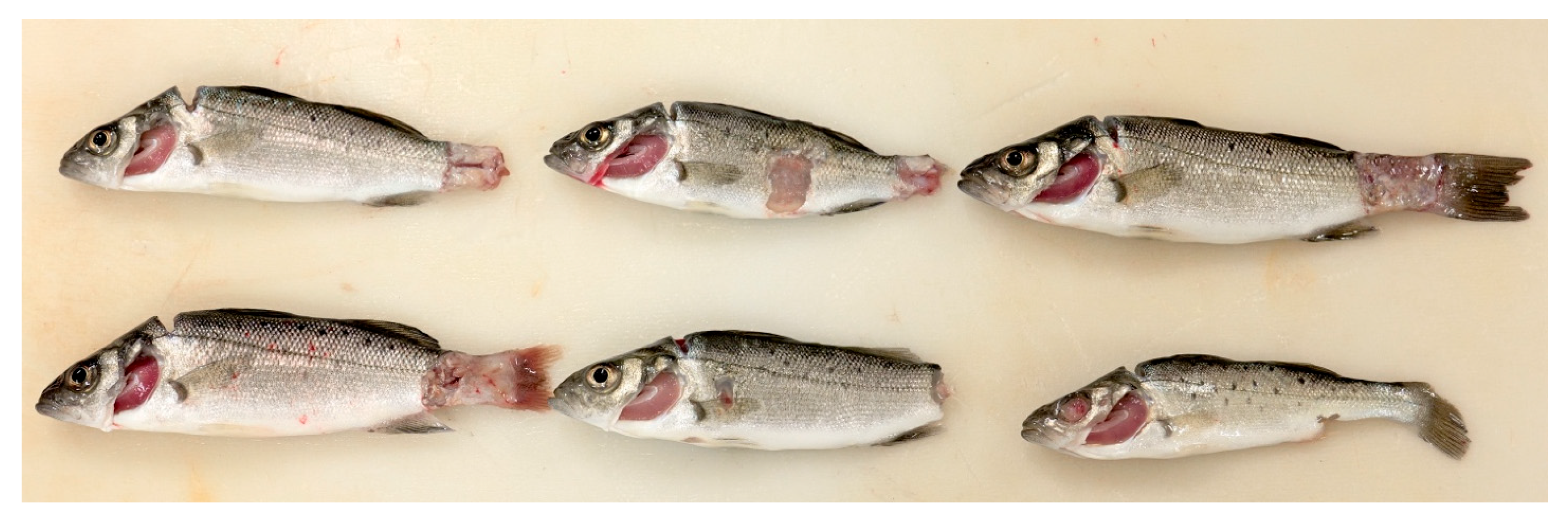 Fishes 09 00360 g001