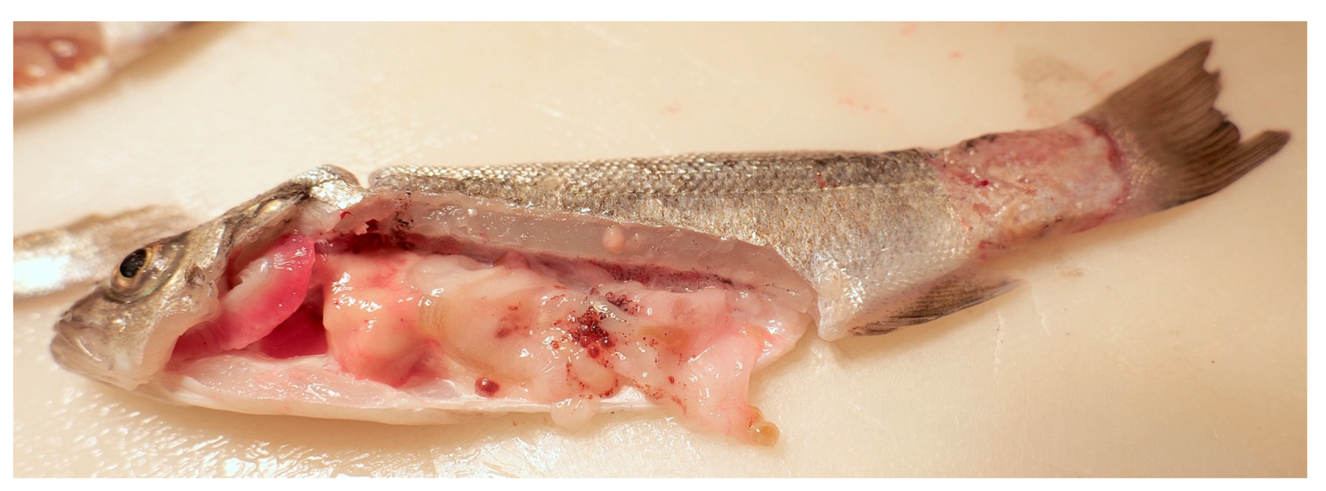 Fishes 09 00360 g002