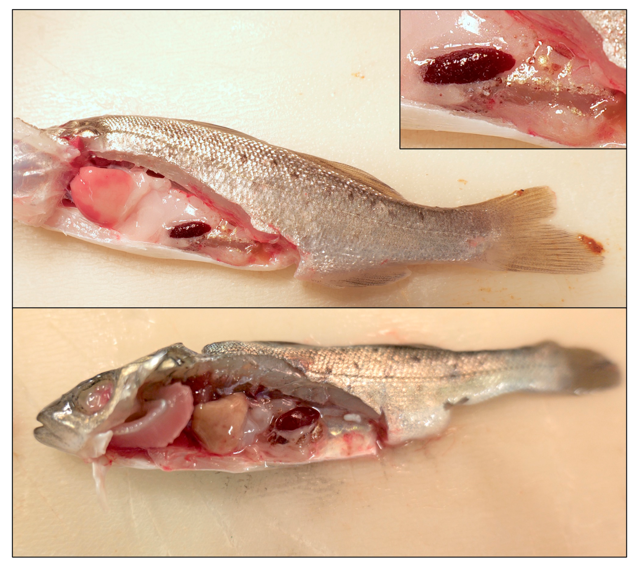 Fishes 09 00360 g003