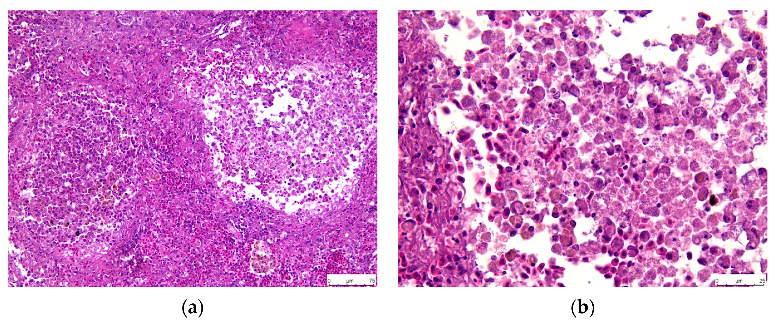 Fishes 09 00360 g006