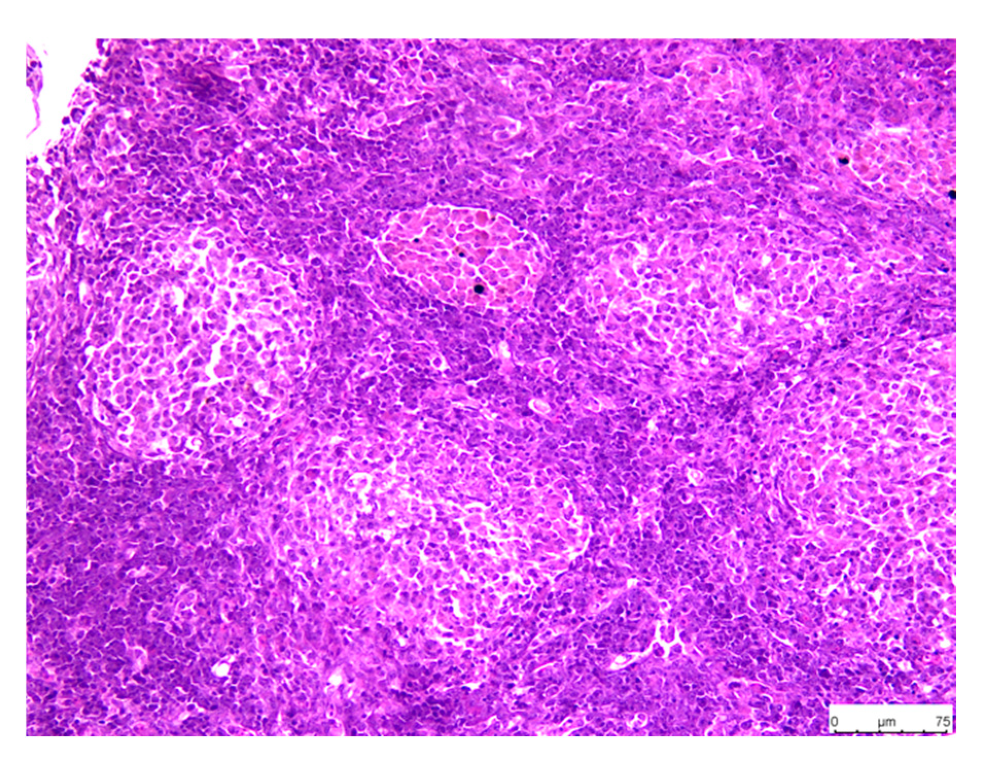 Fishes 09 00360 g007