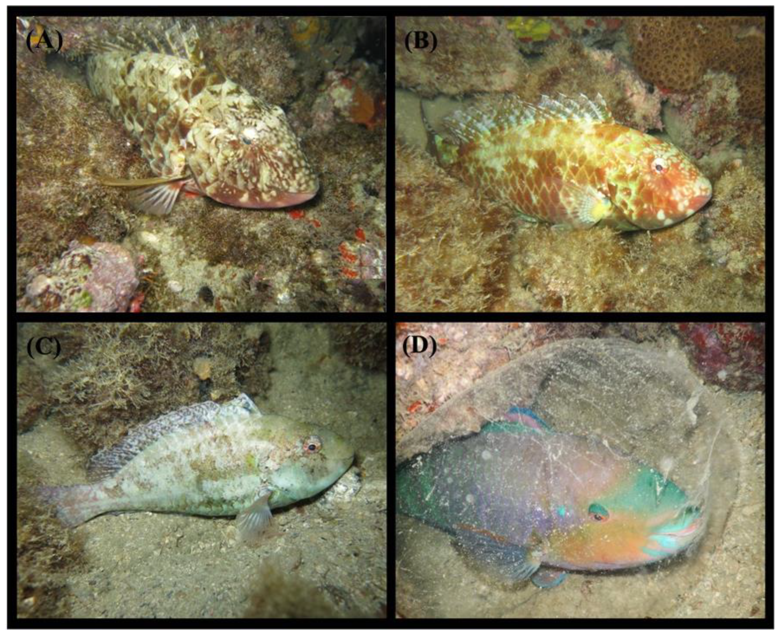 Fishes 09 00370 g002