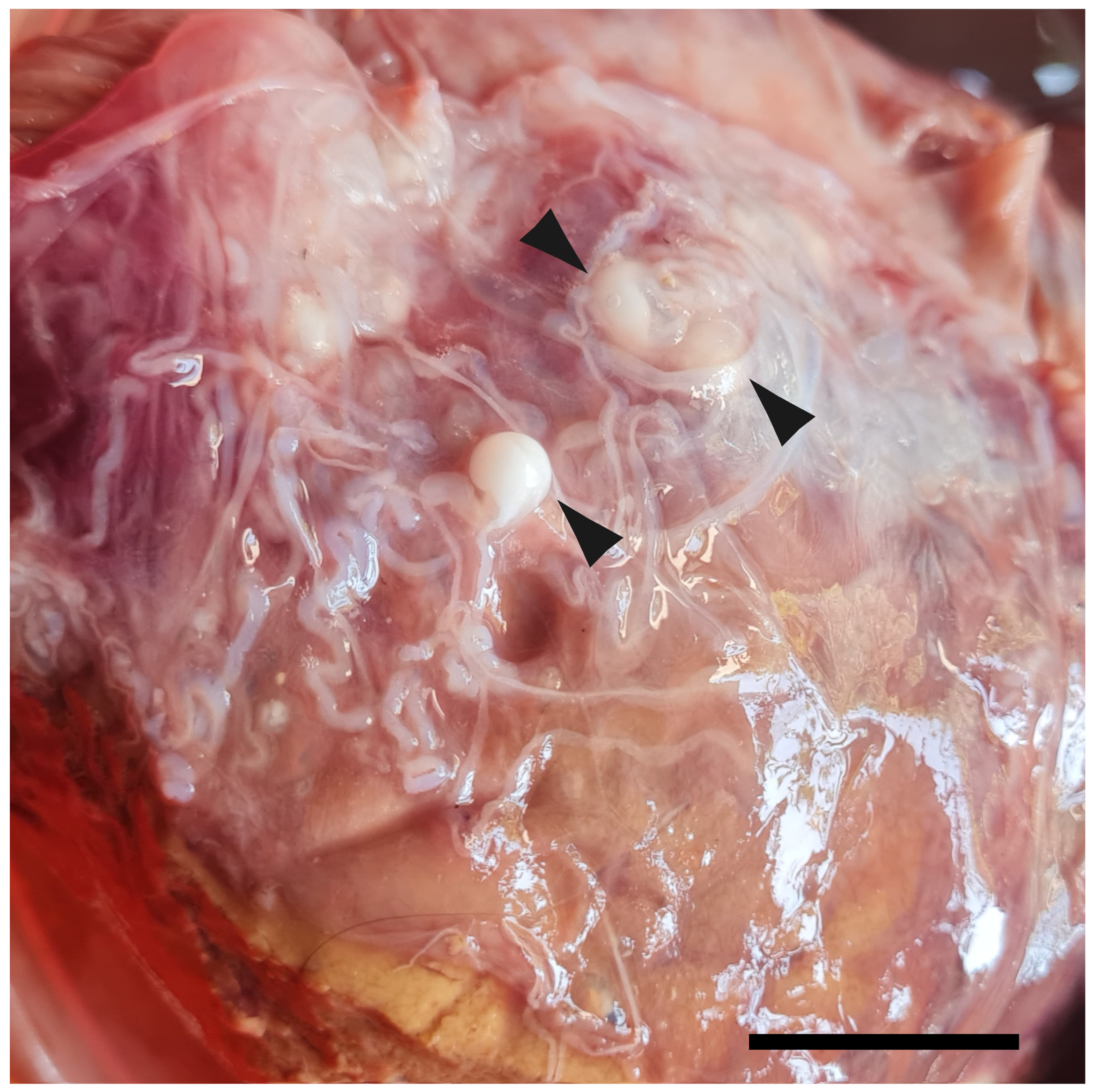 Fishes 09 00378 g001