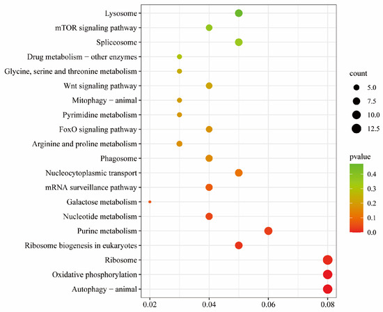 P Transcriptome Analysis Identifies Doublesex and Mab-3