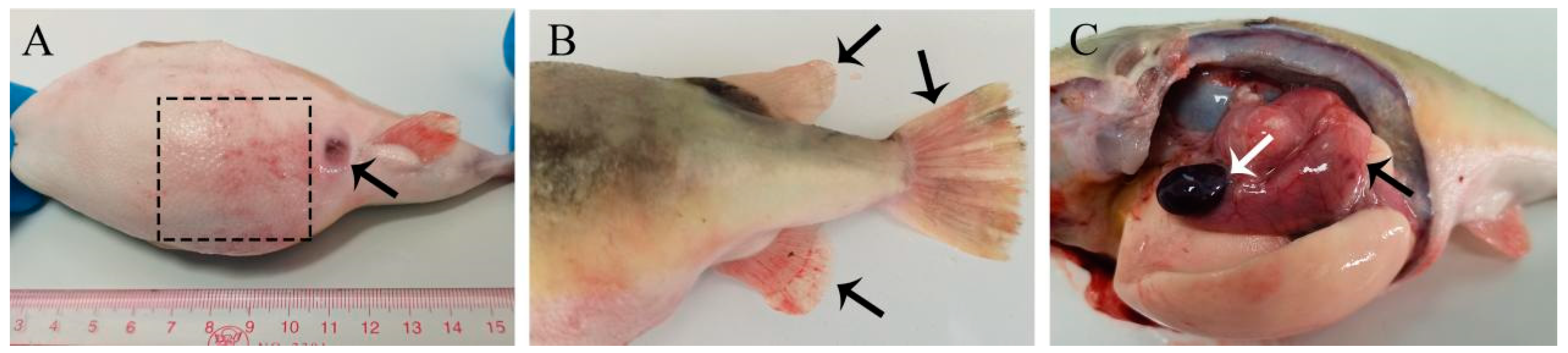 Fishes 09 00406 g001