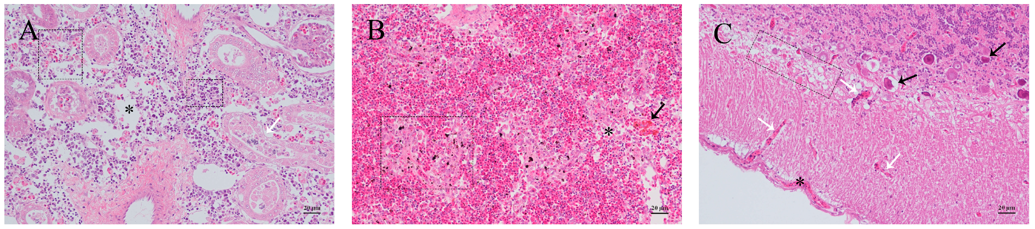 Fishes 09 00406 g002