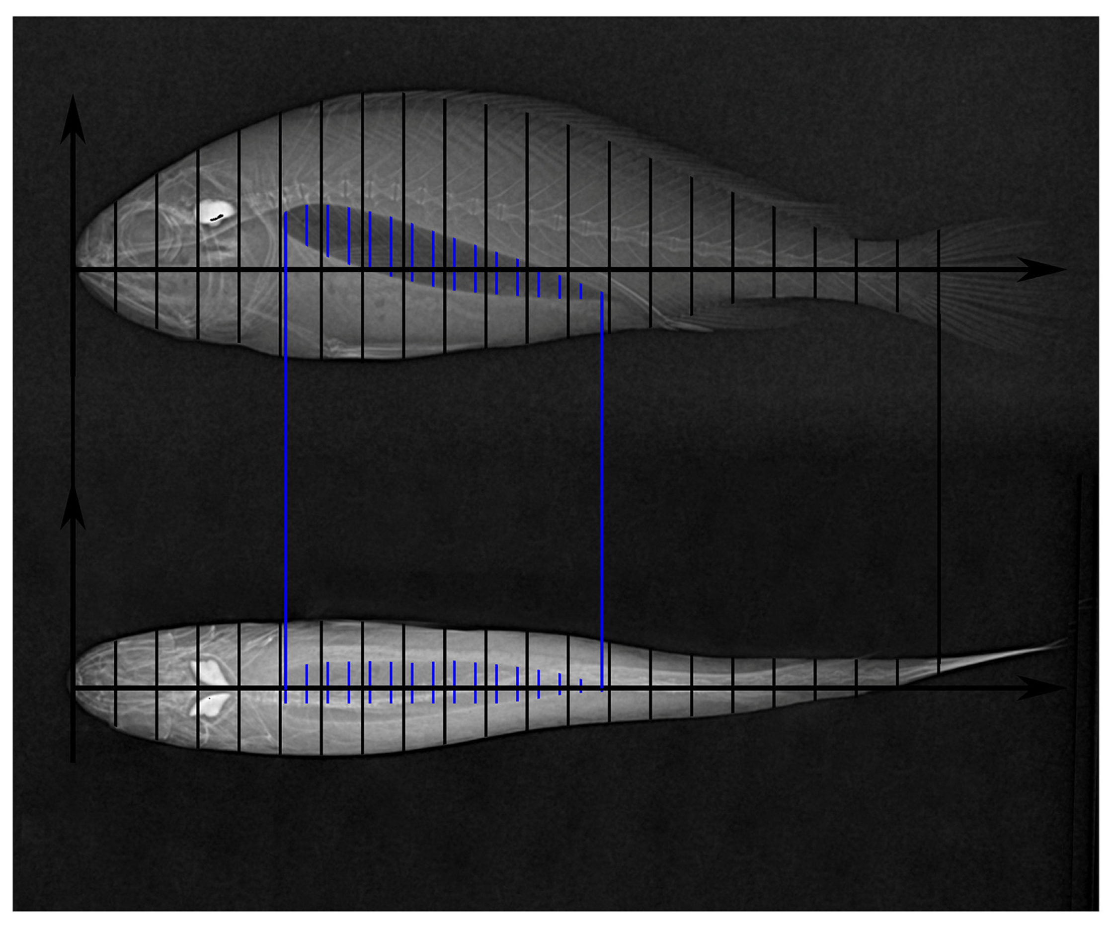 Fishes 09 00424 g001 Fishes 09 00424 g001