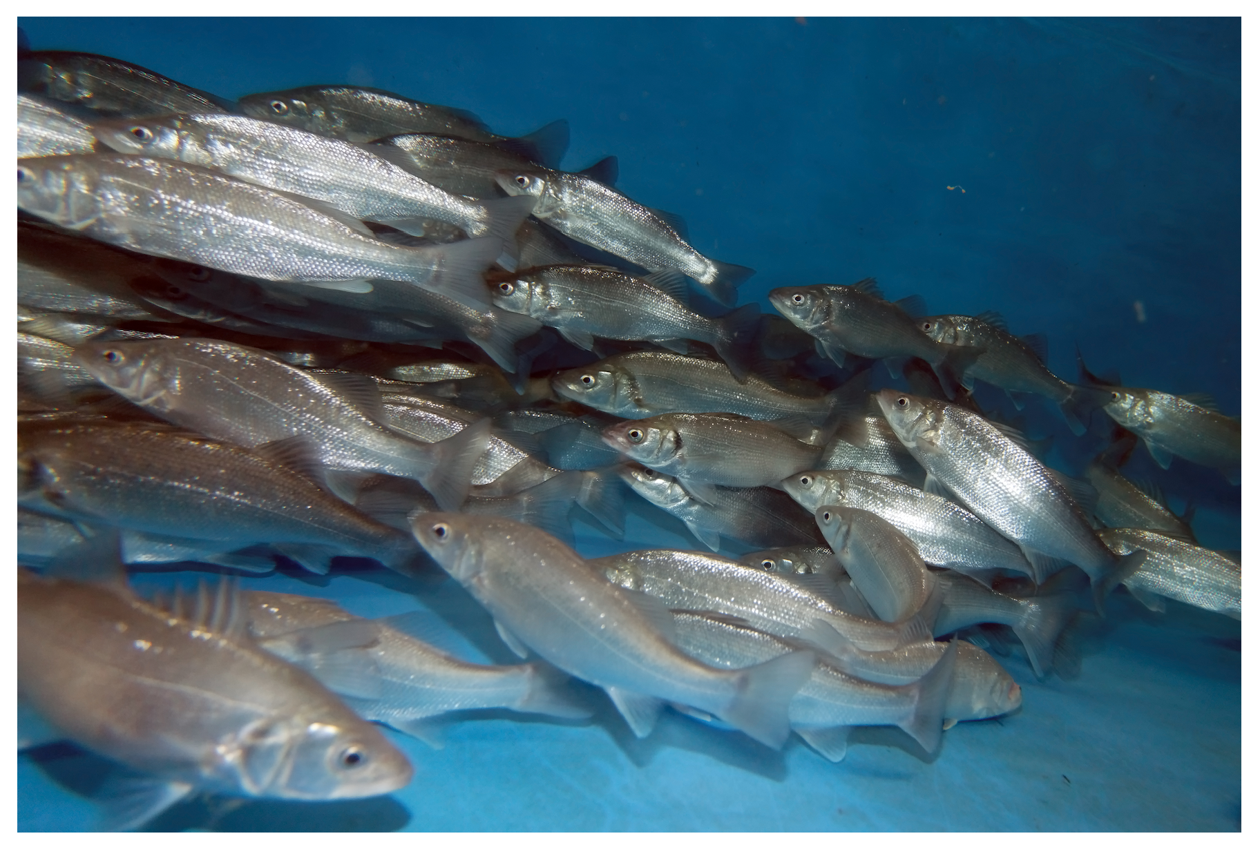 Fishes 09 00431 g012