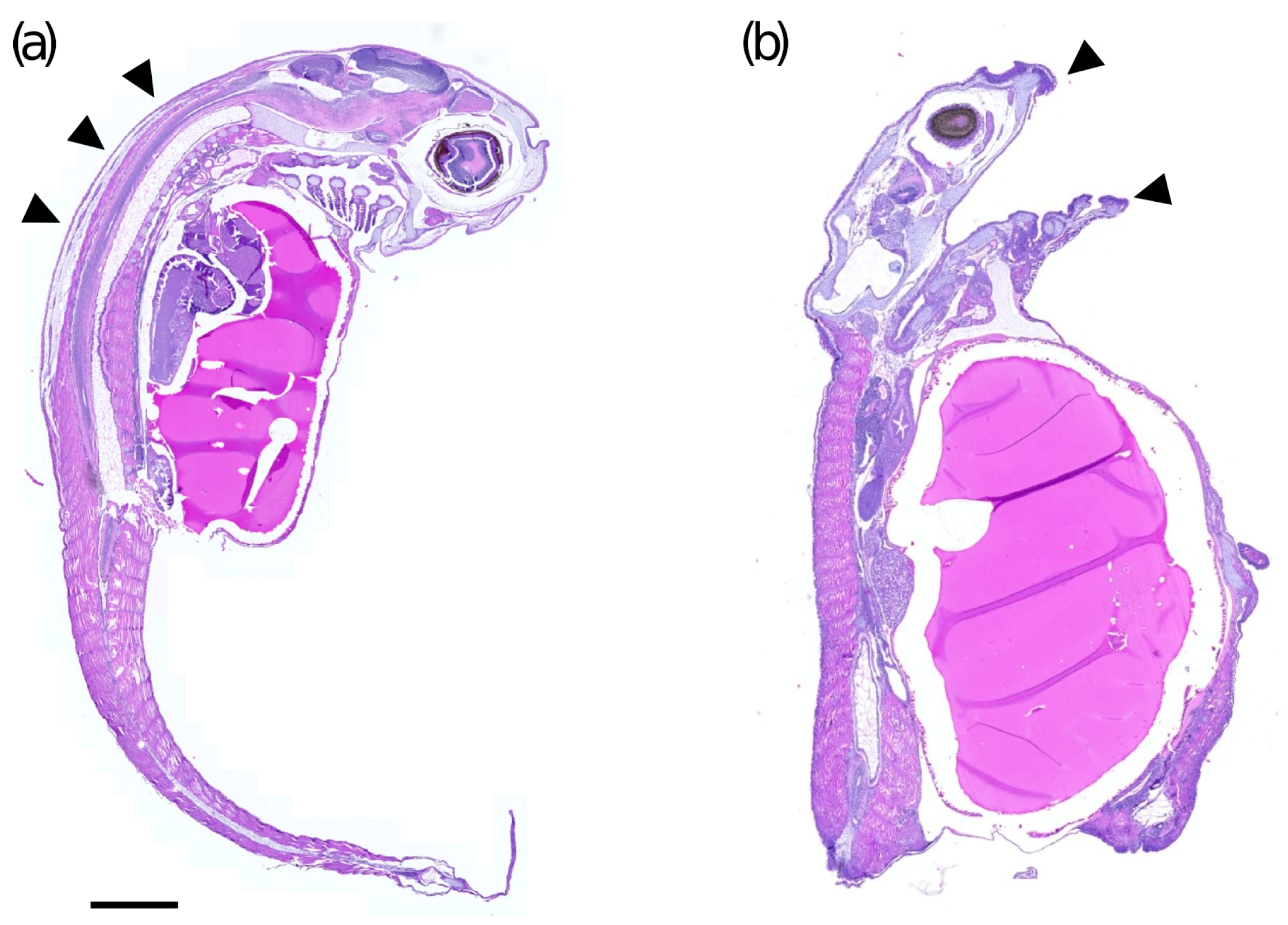 Fishes 09 00436 g003