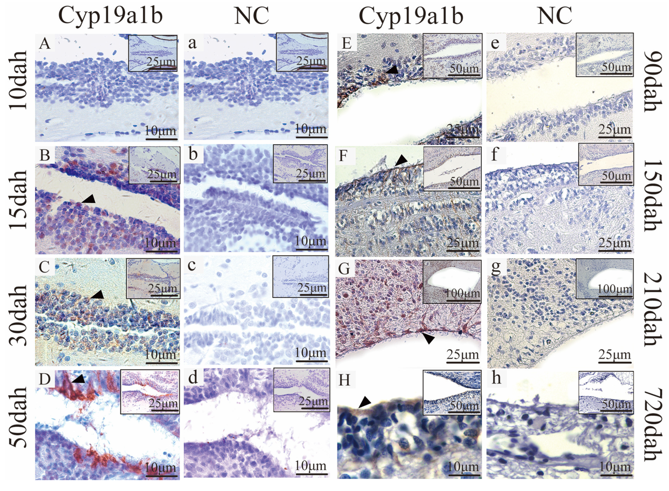 Fishes 09 00442 g004