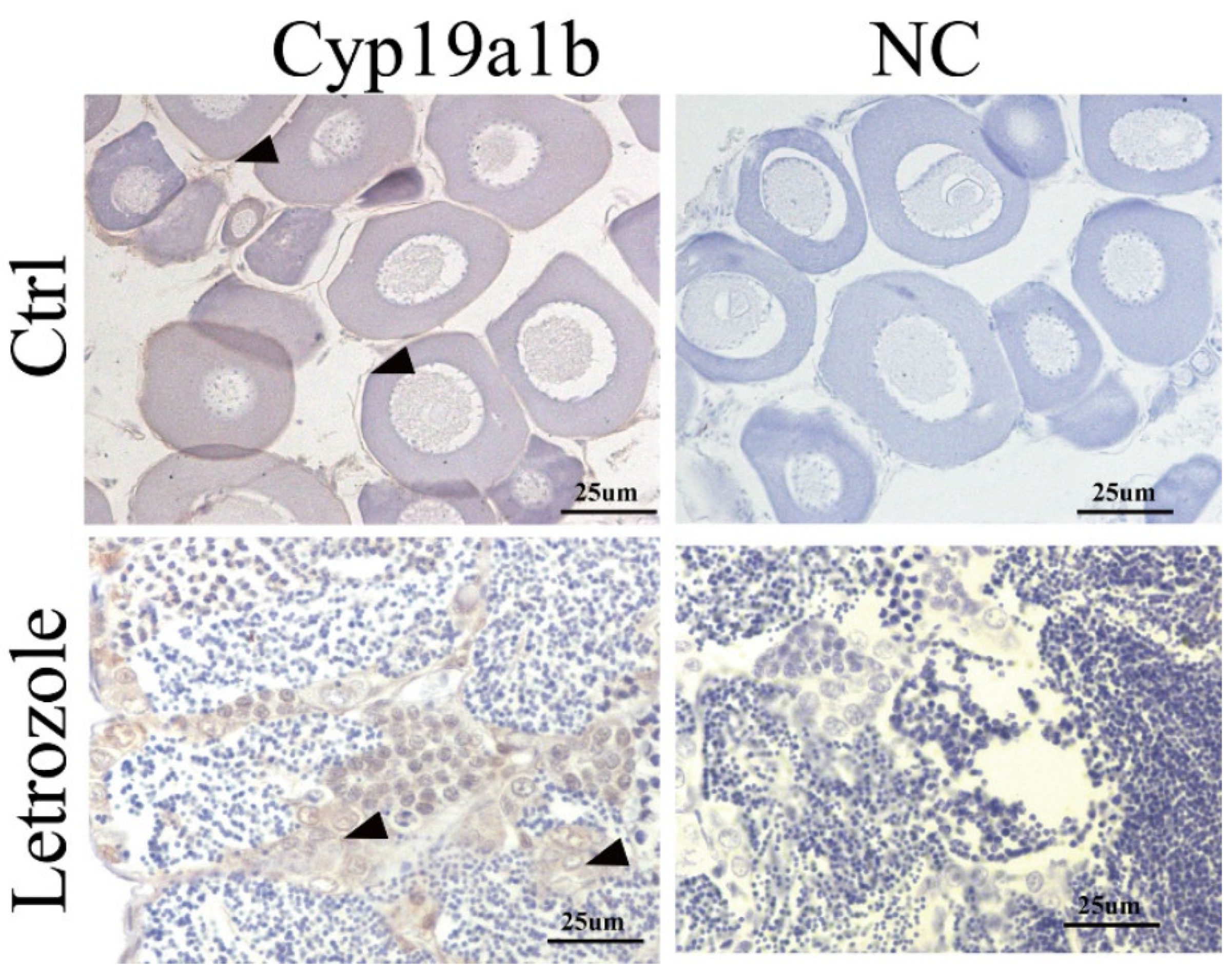 Fishes 09 00442 g006