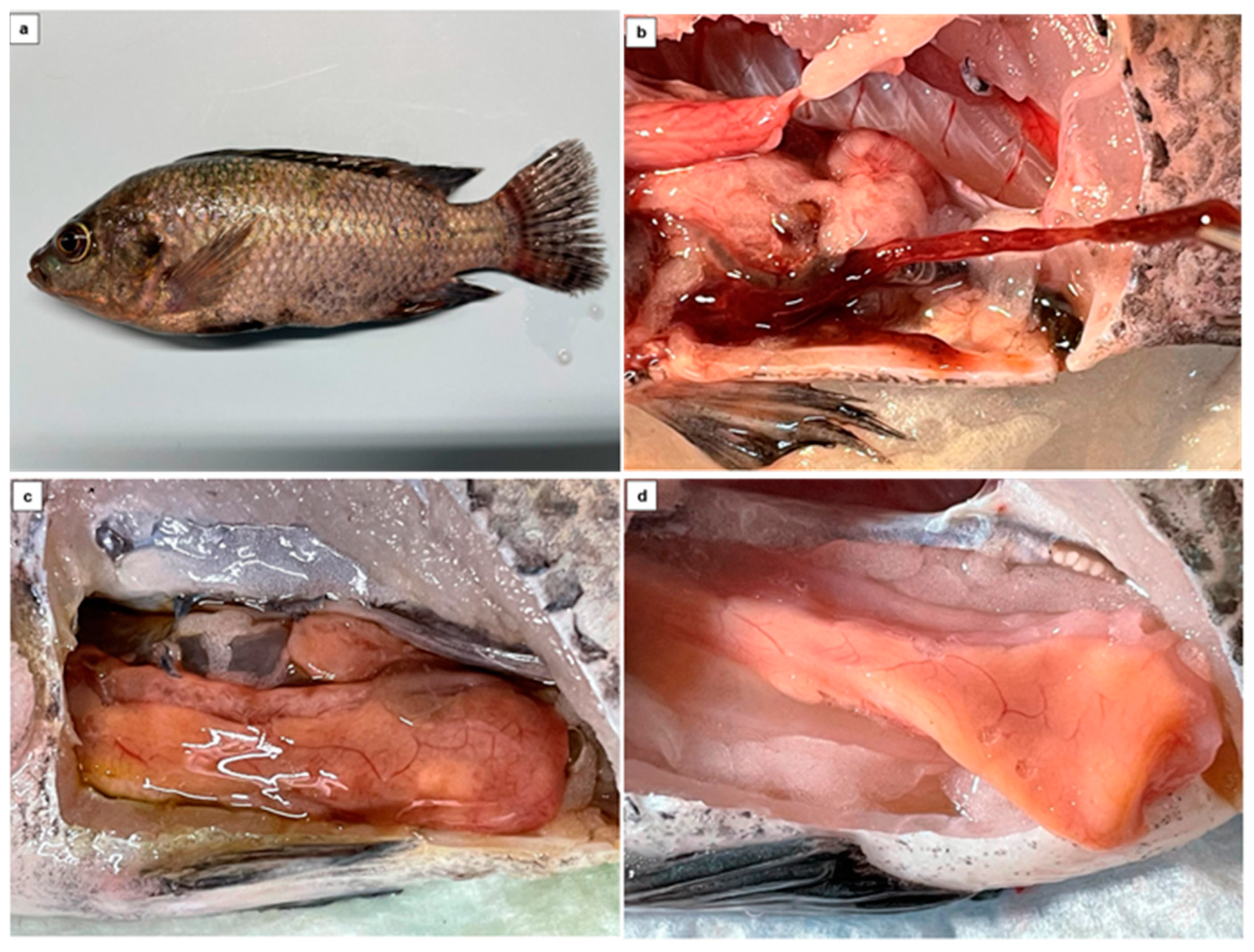 Fishes 09 00449 g002