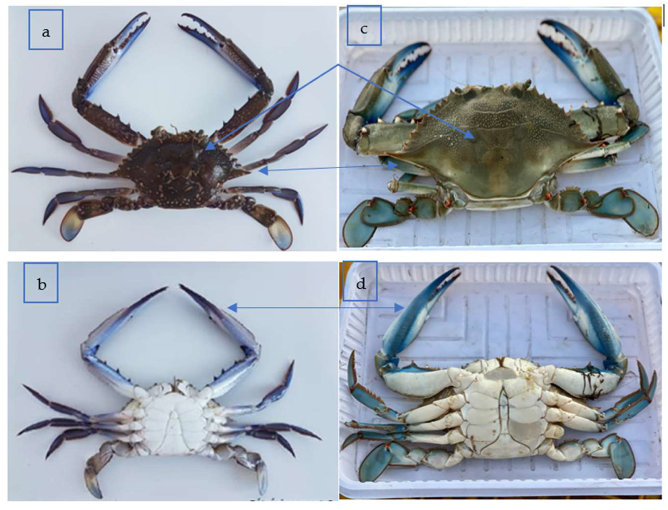 Fishes 09 00485 g003