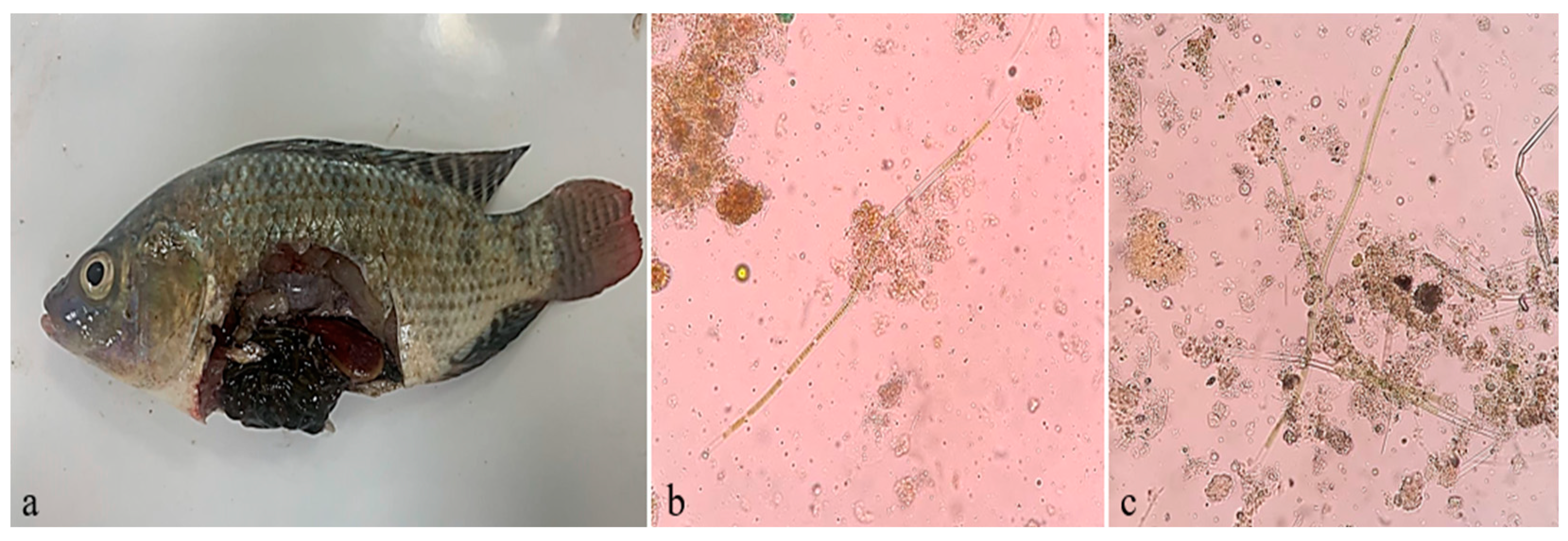Fishes 09 00490 g003
