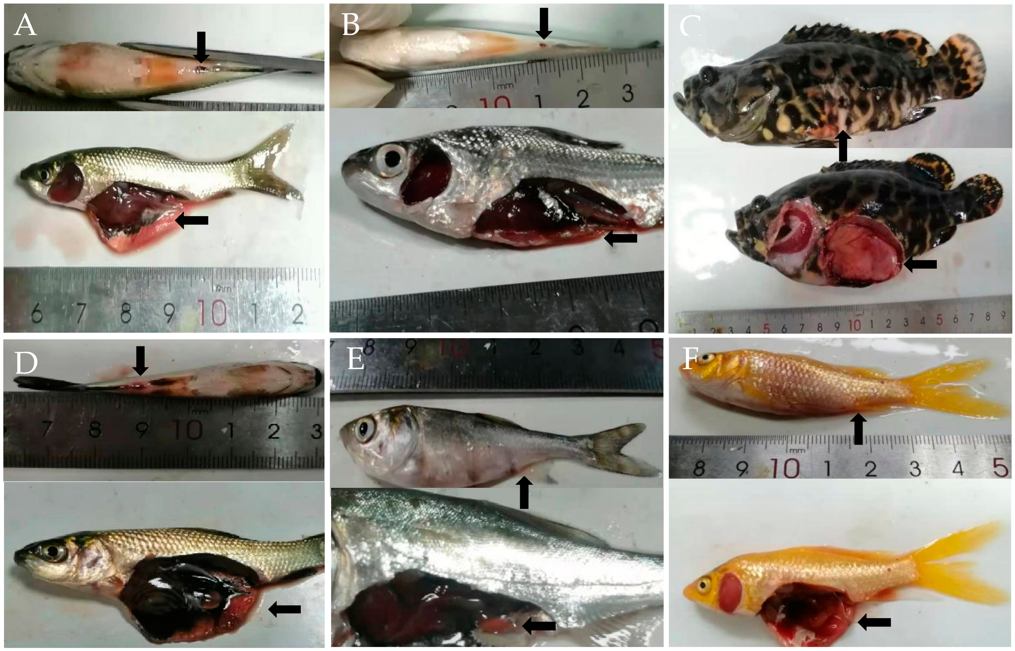 Fishes 09 00525 g001