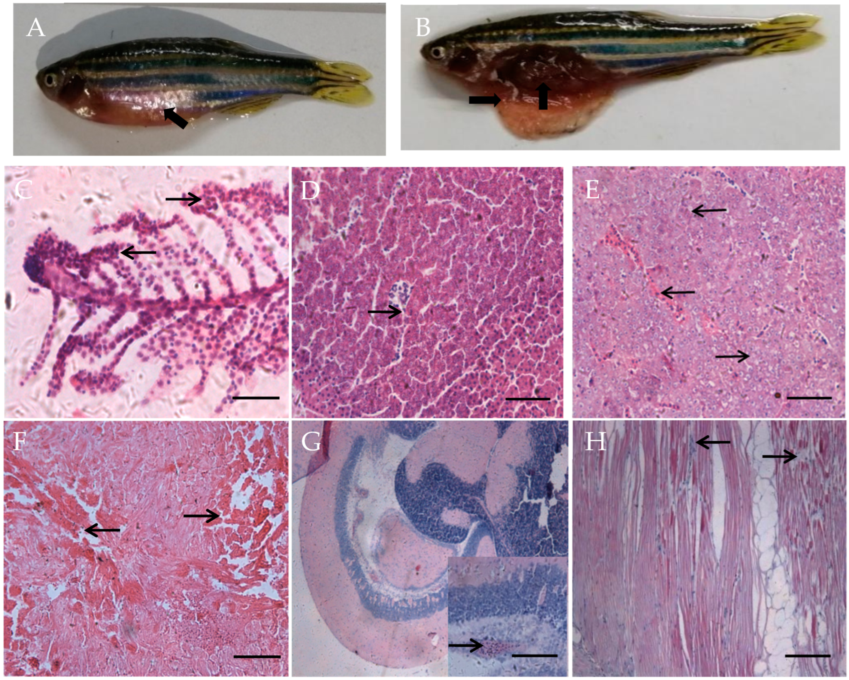 Fishes 09 00525 g002