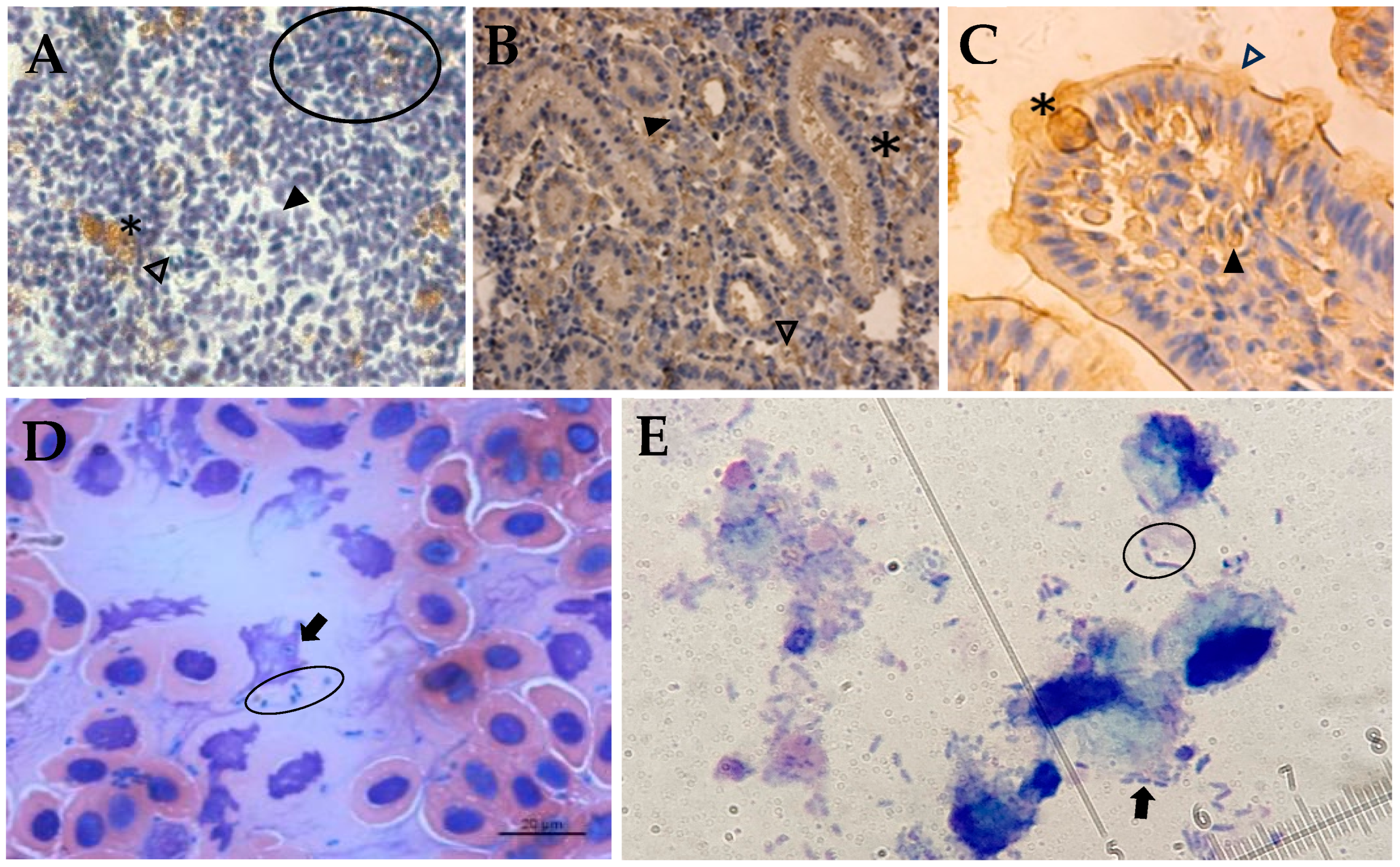 Fishes 09 00525 g003a