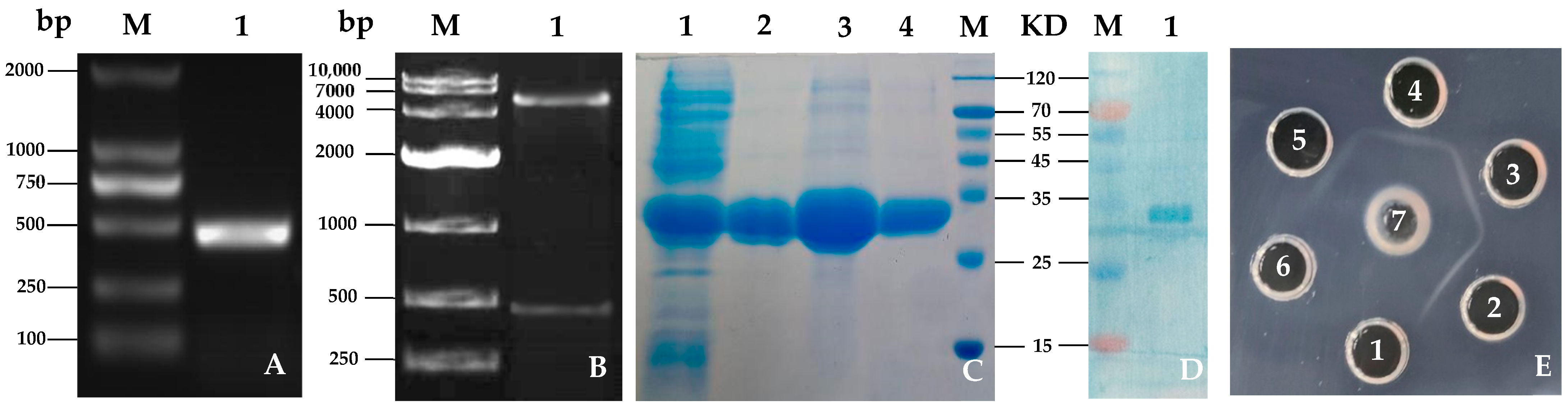 Fishes 09 00525 g006
