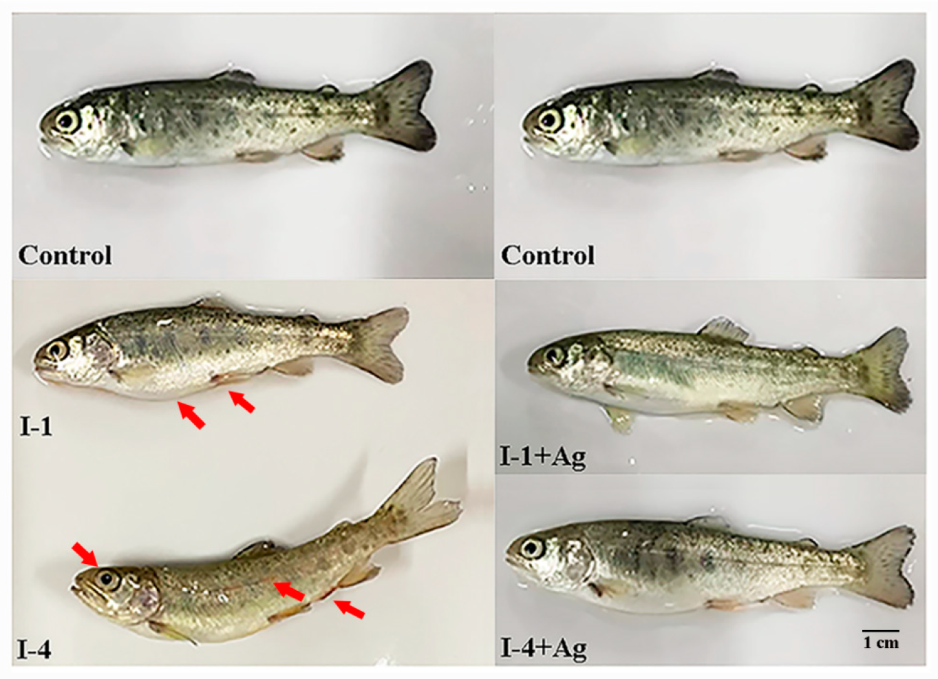 Fishes 10 00029 g005