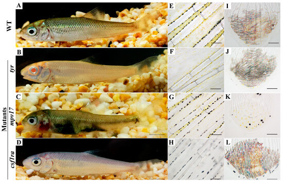 Mutation of Genes Associated with Body Color, Growth