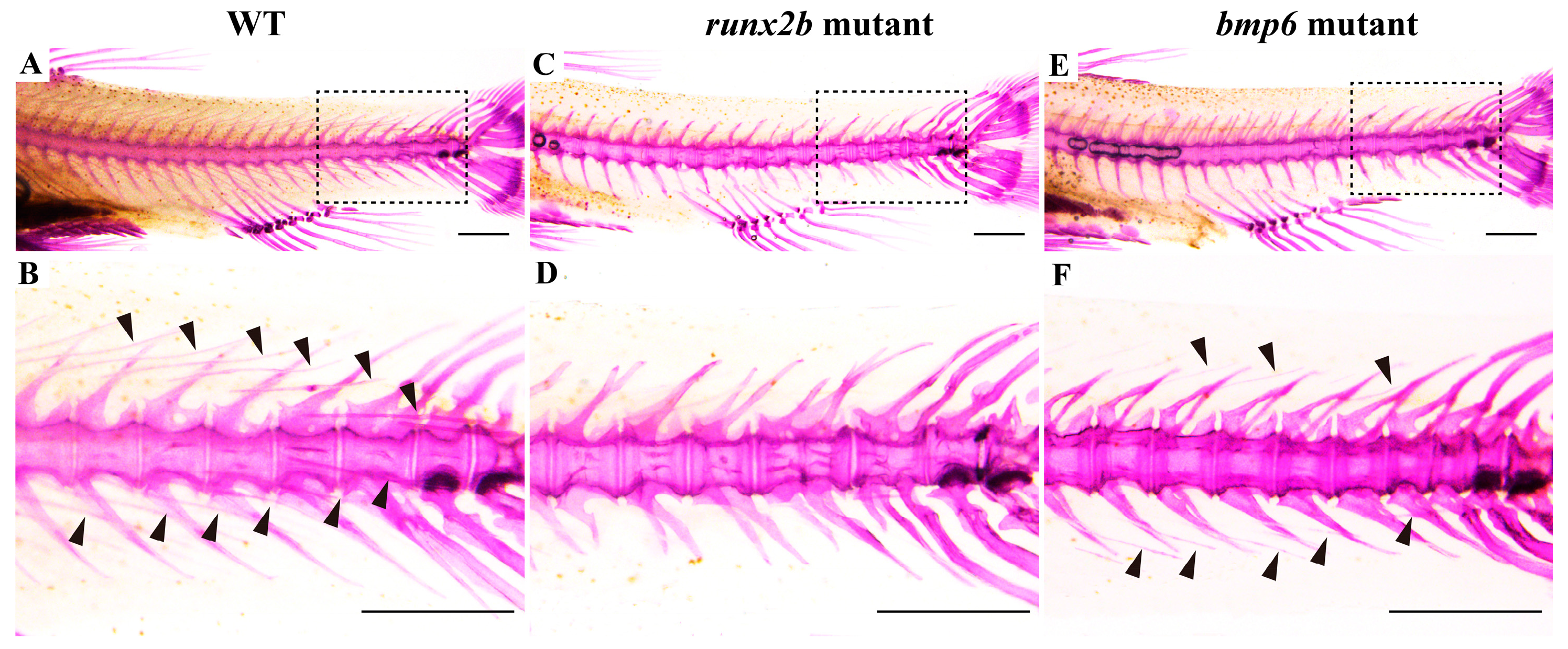 Fishes 10 00040 g005