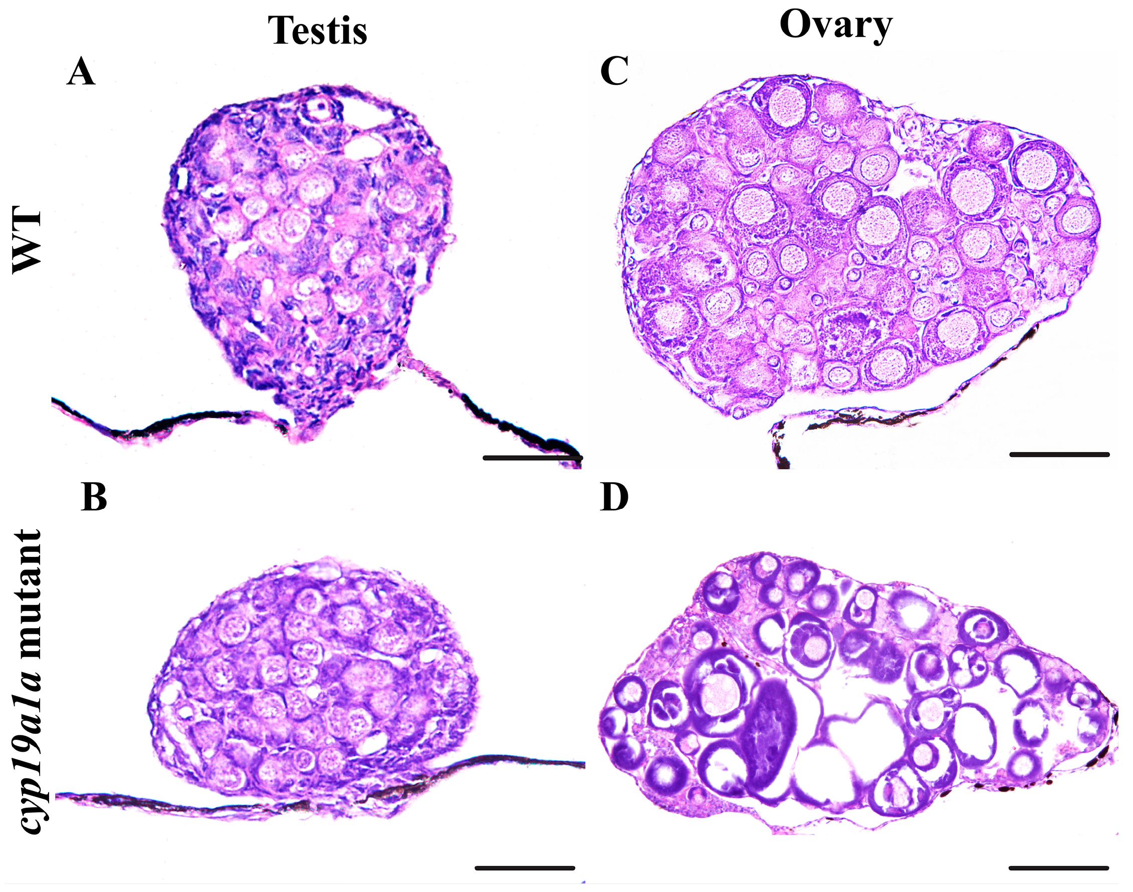 Frontiers | The investigation of oncolytic viruses in the