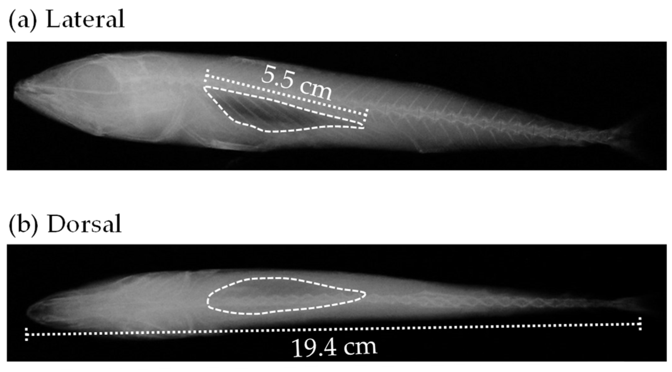 Fishes 10 00051 g003 Fishes 10 00051 g003