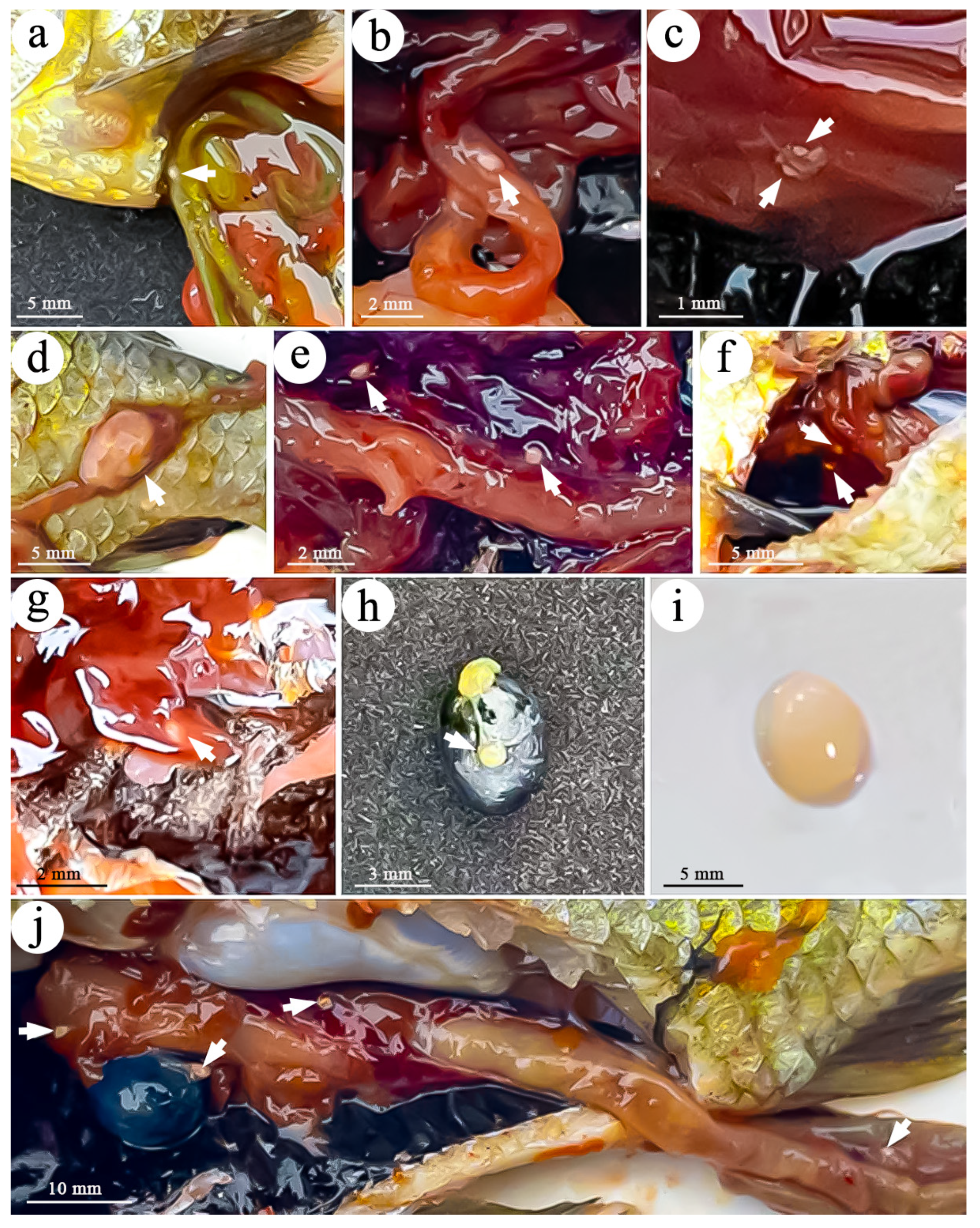 Fishes 10 00061 g001 Fishes 10 00061 g001