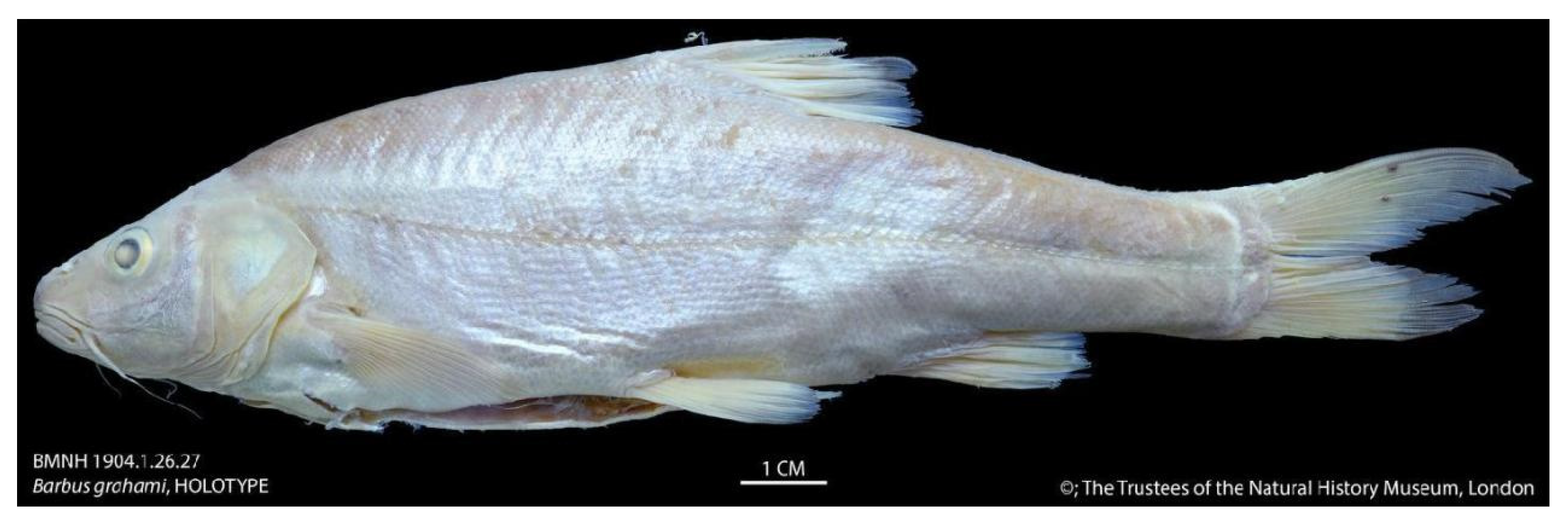 Fishes 10 00099 g001