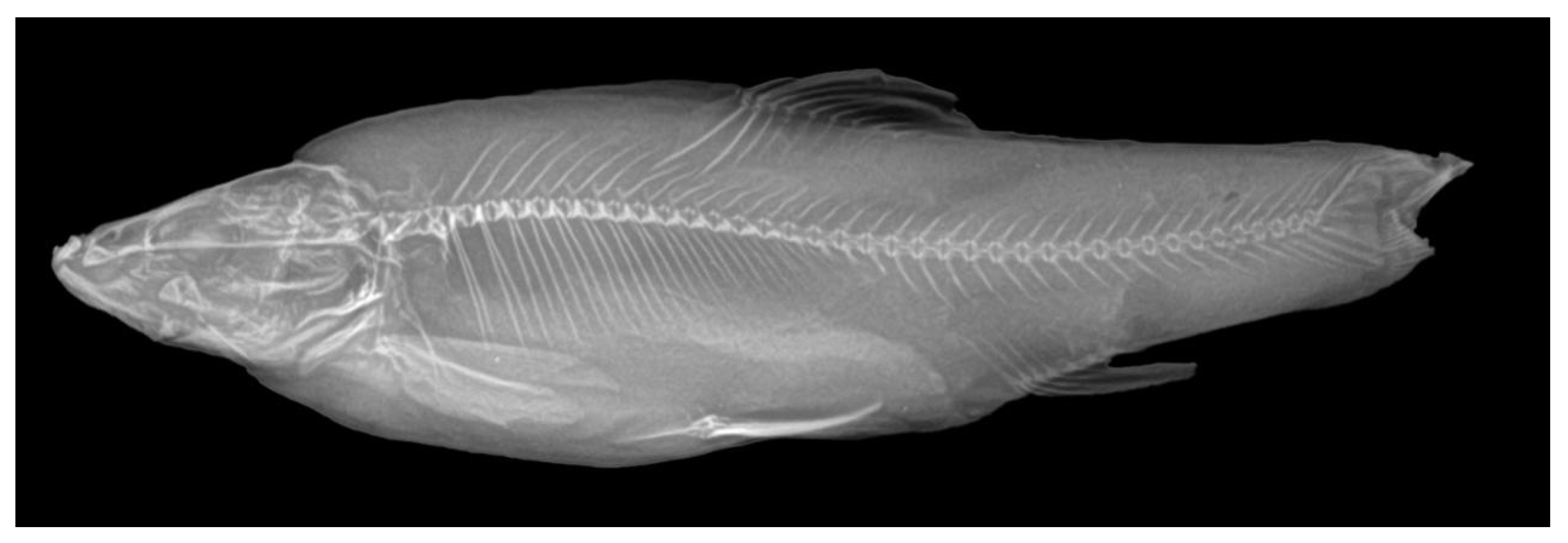 Fishes 10 00099 g002