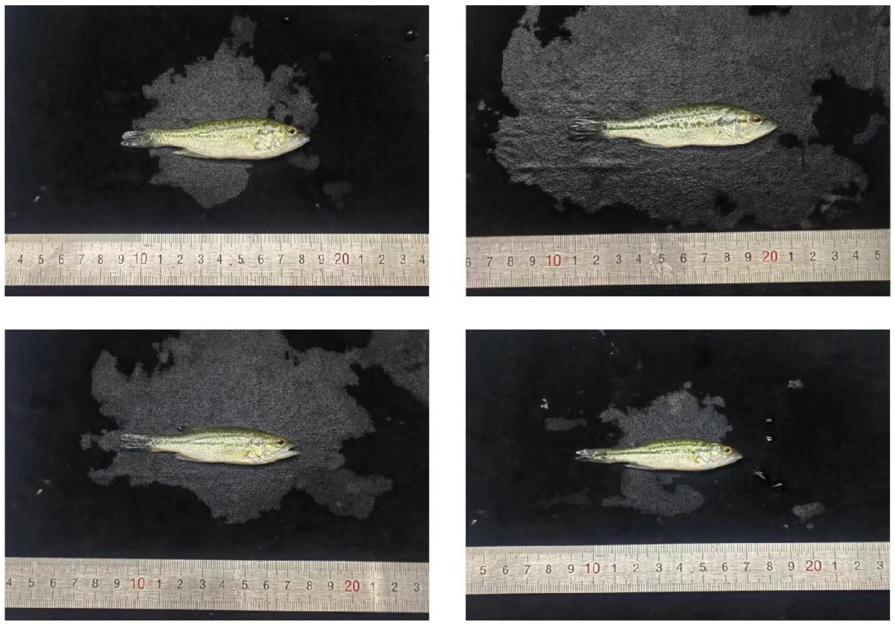 Fishes 10 00102 g004