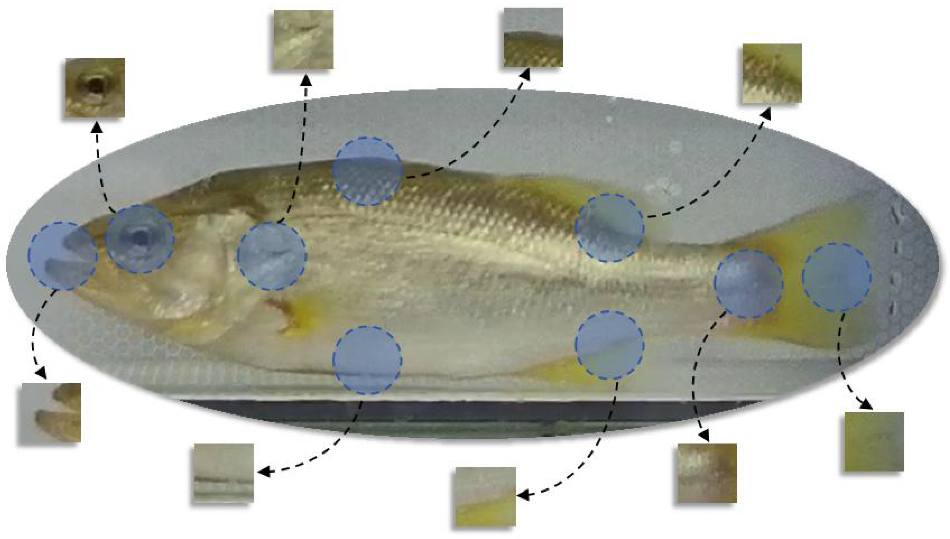 Fishes 10 00102 g011