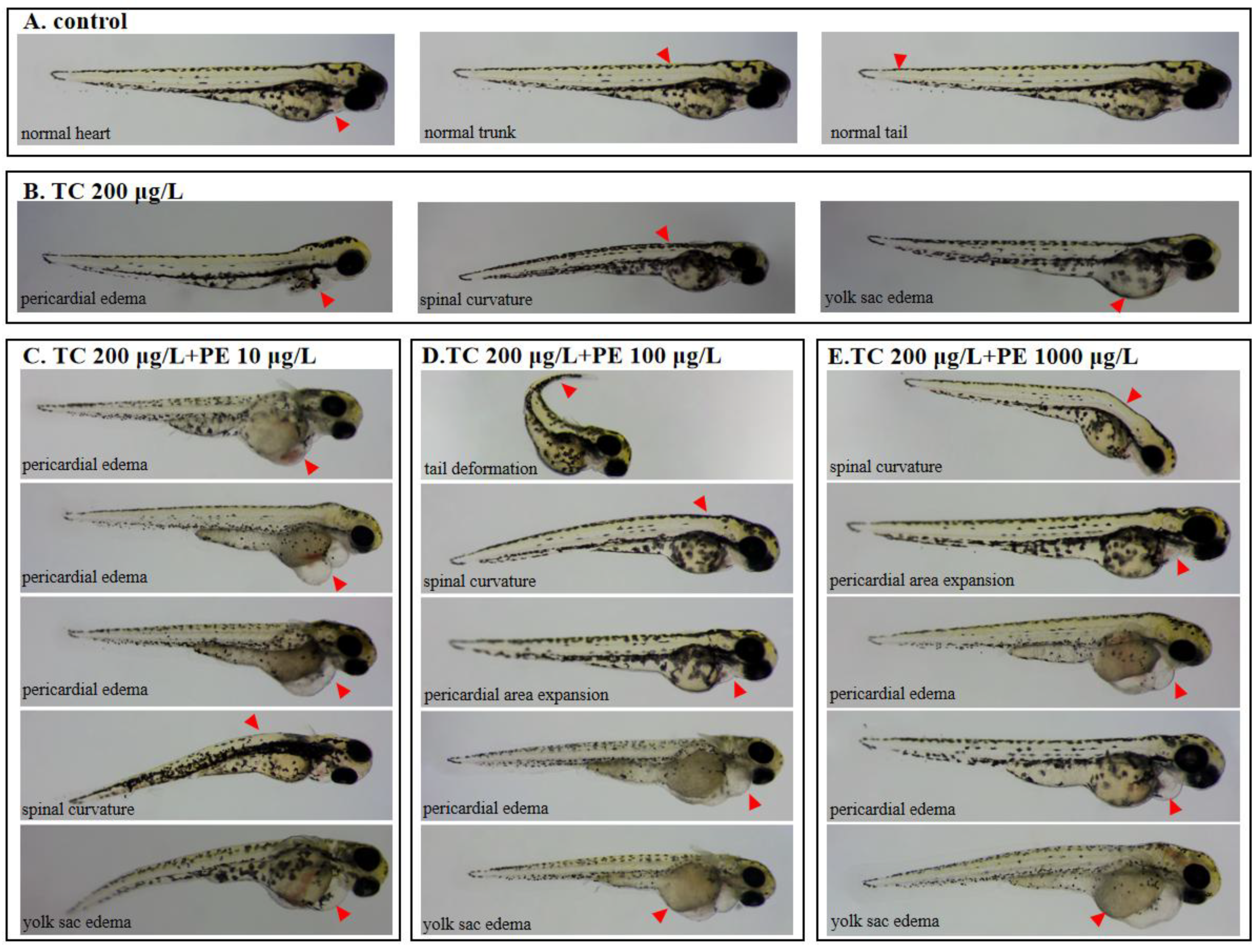 Fishes 10 00150 g002a