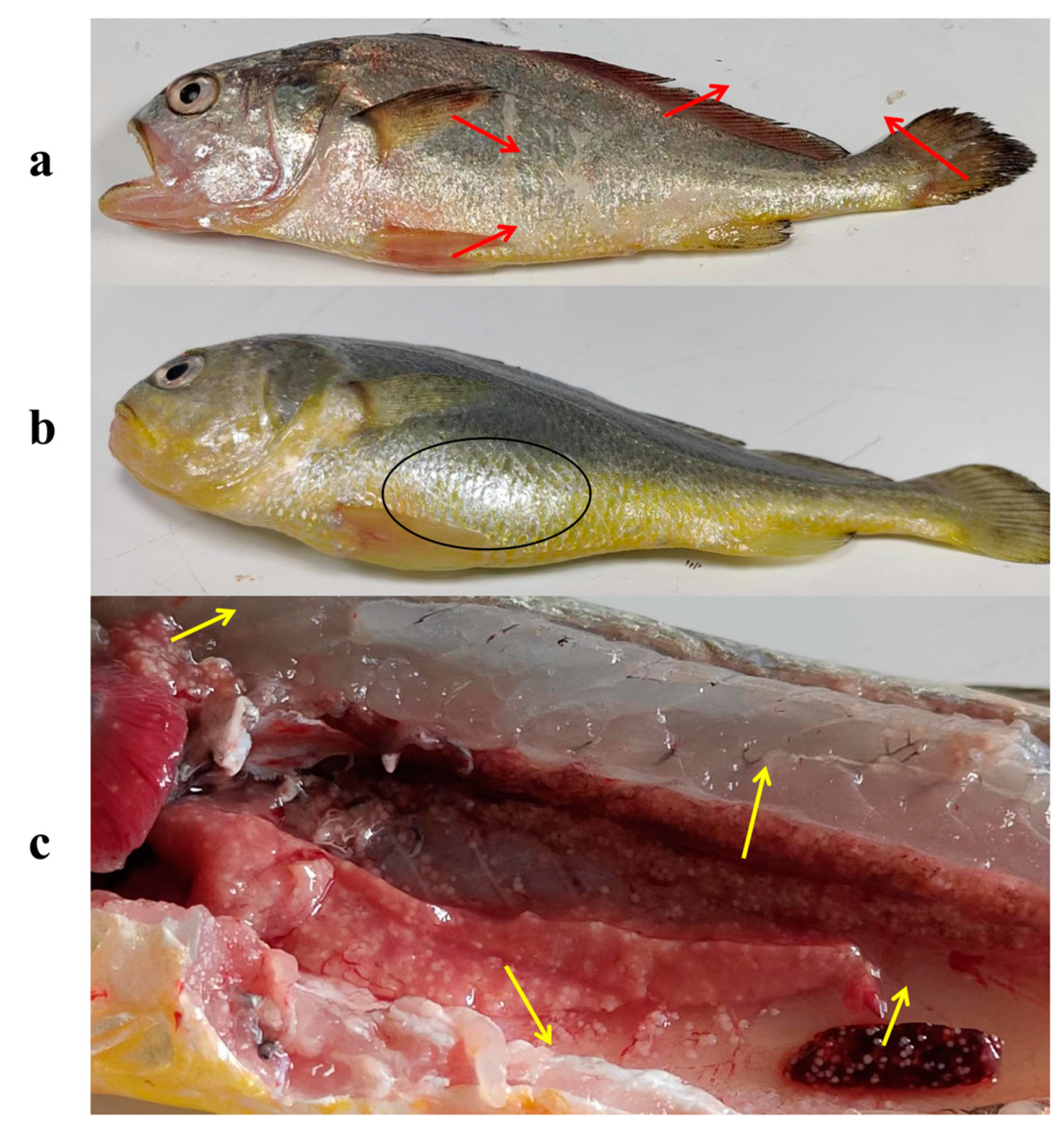 Fishes 10 00167 g001