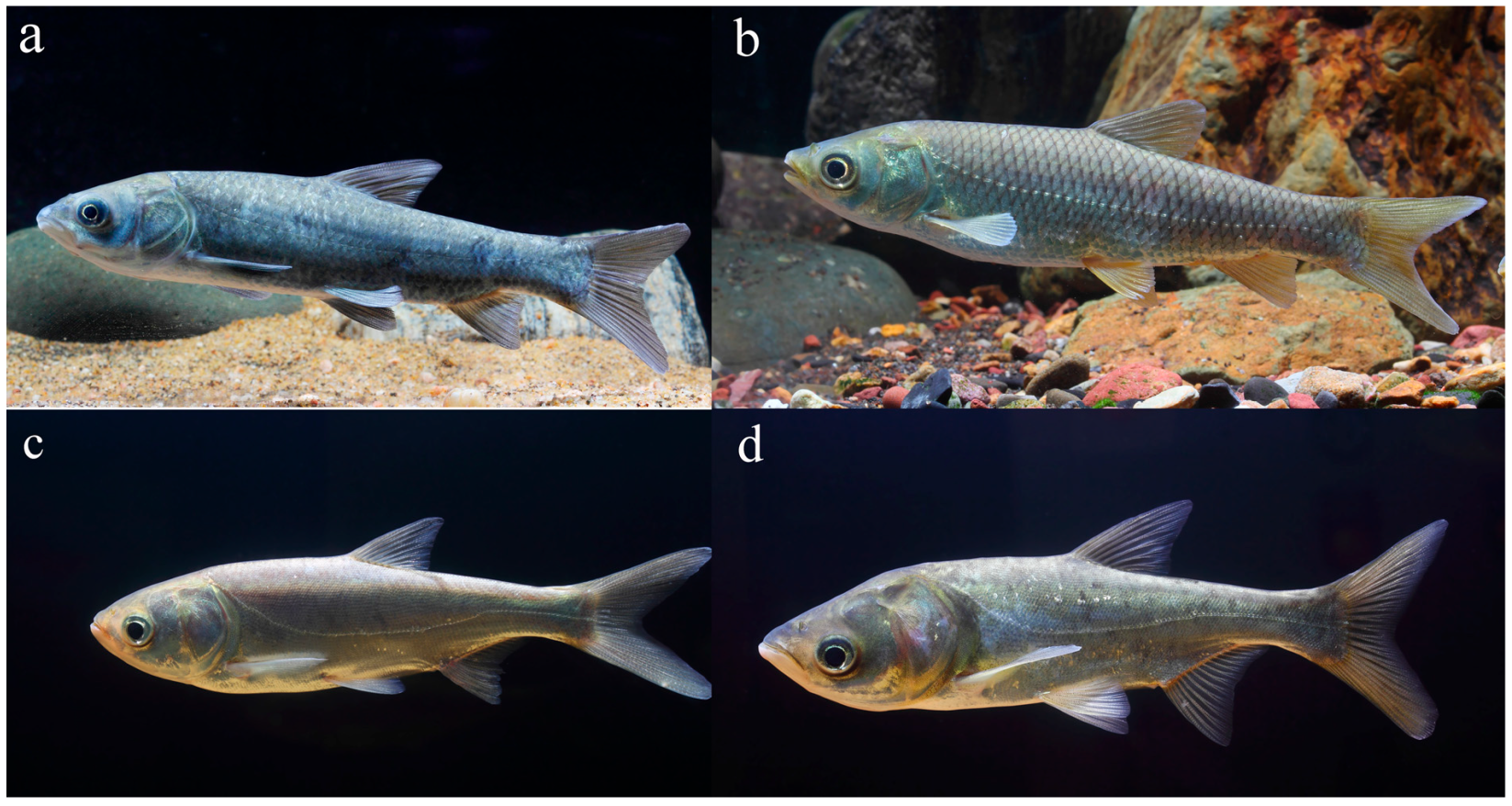 Fishes 10 00172 g001