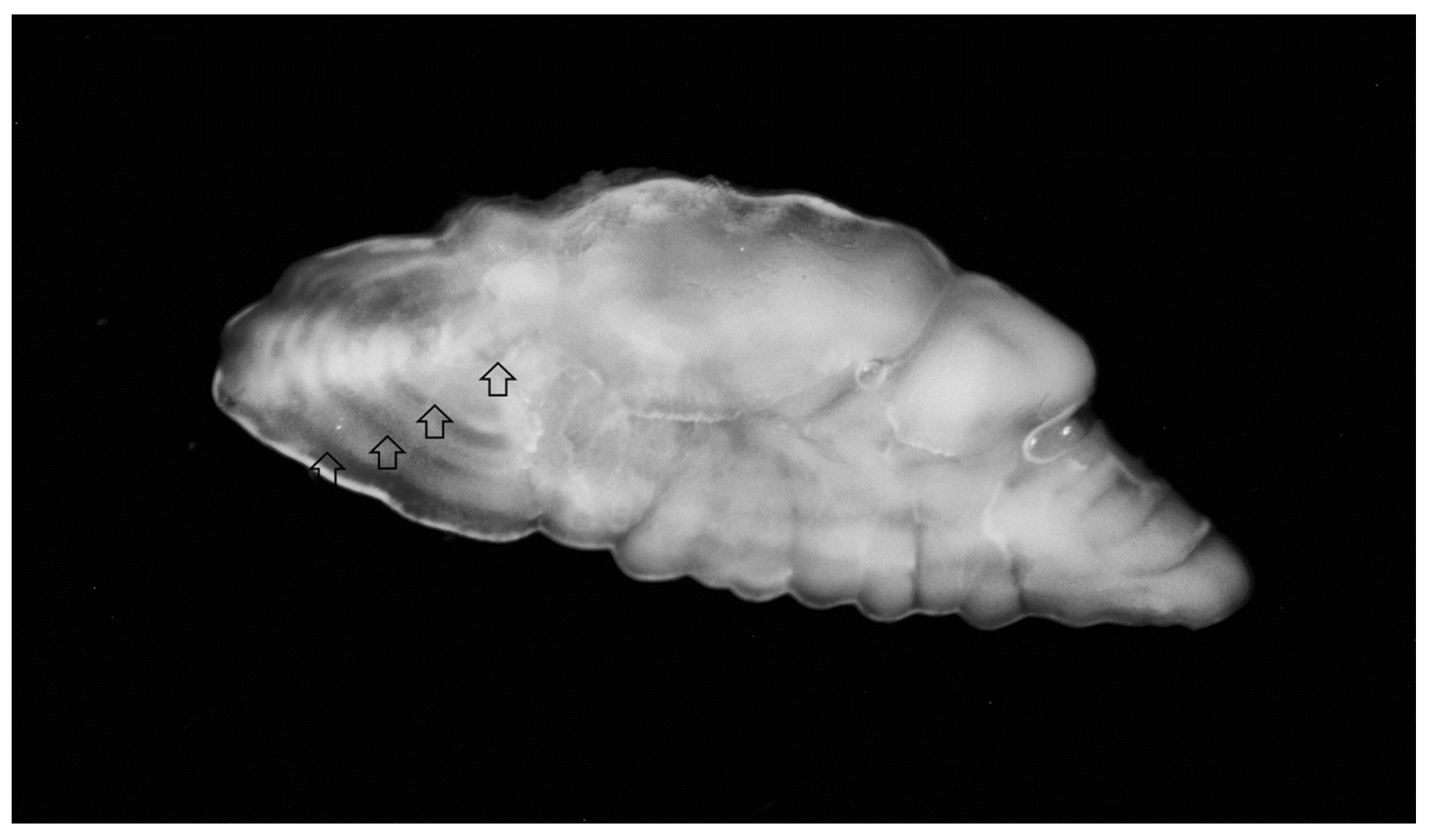 Fishes 10 00194 g001