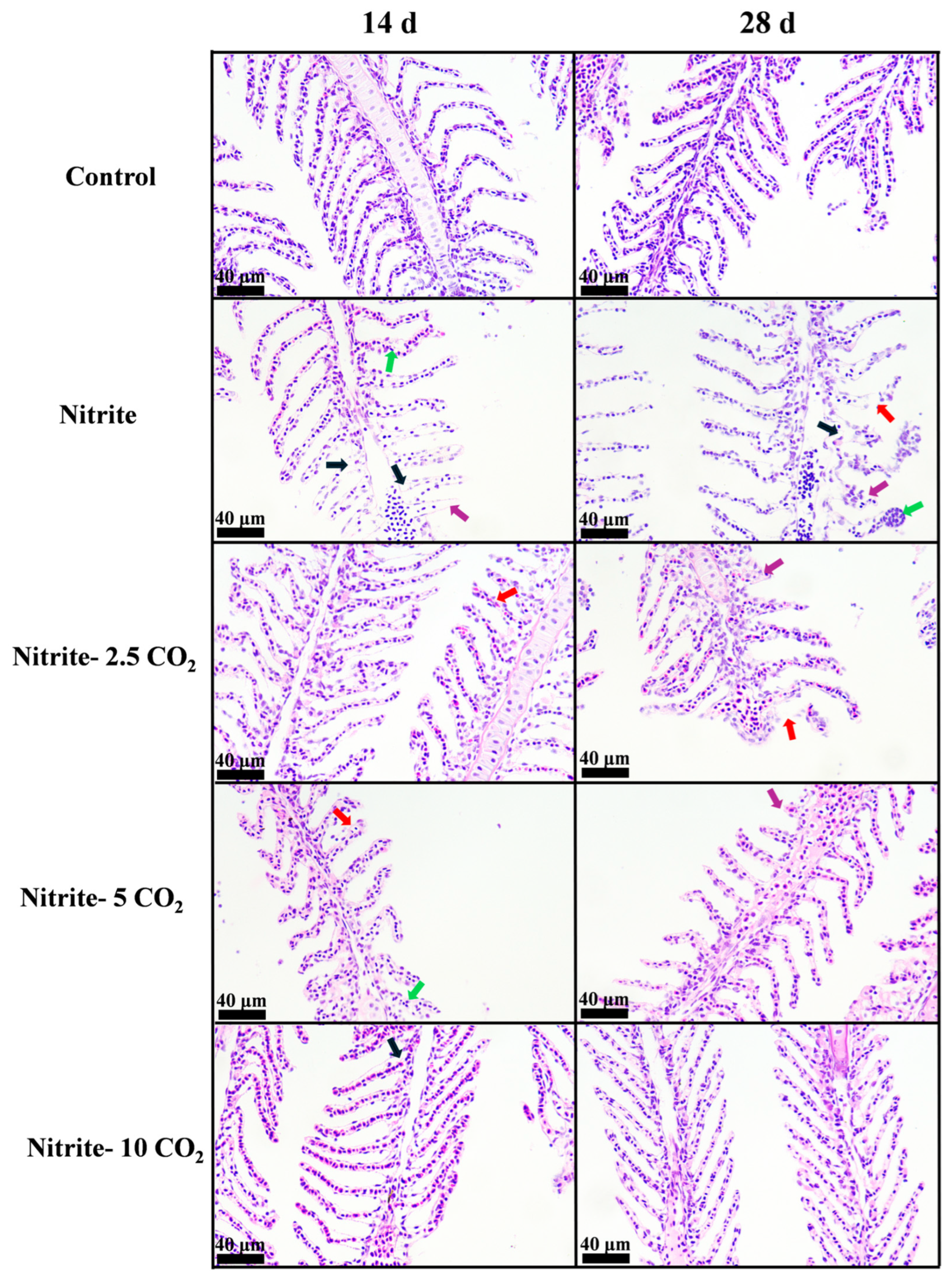 Fishes 10 00205 g004 Fishes 10 00205 g004