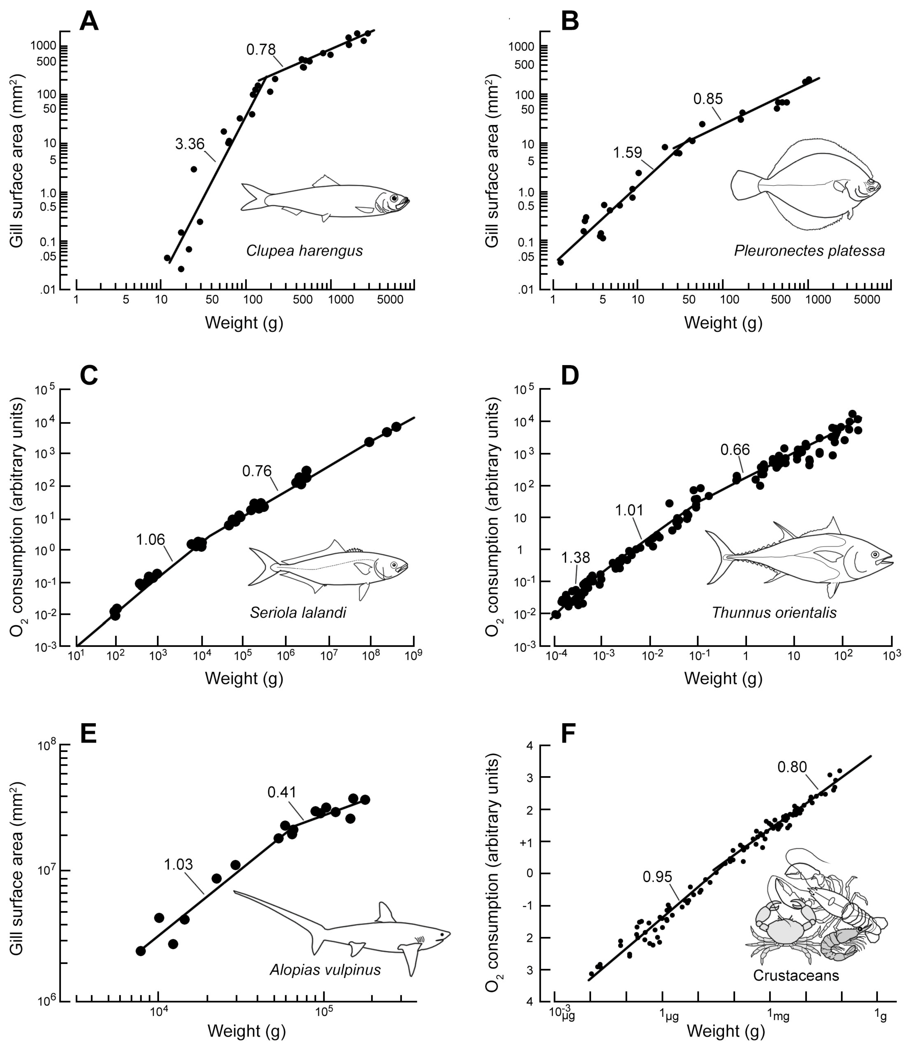 Fishes 10 00233 g001