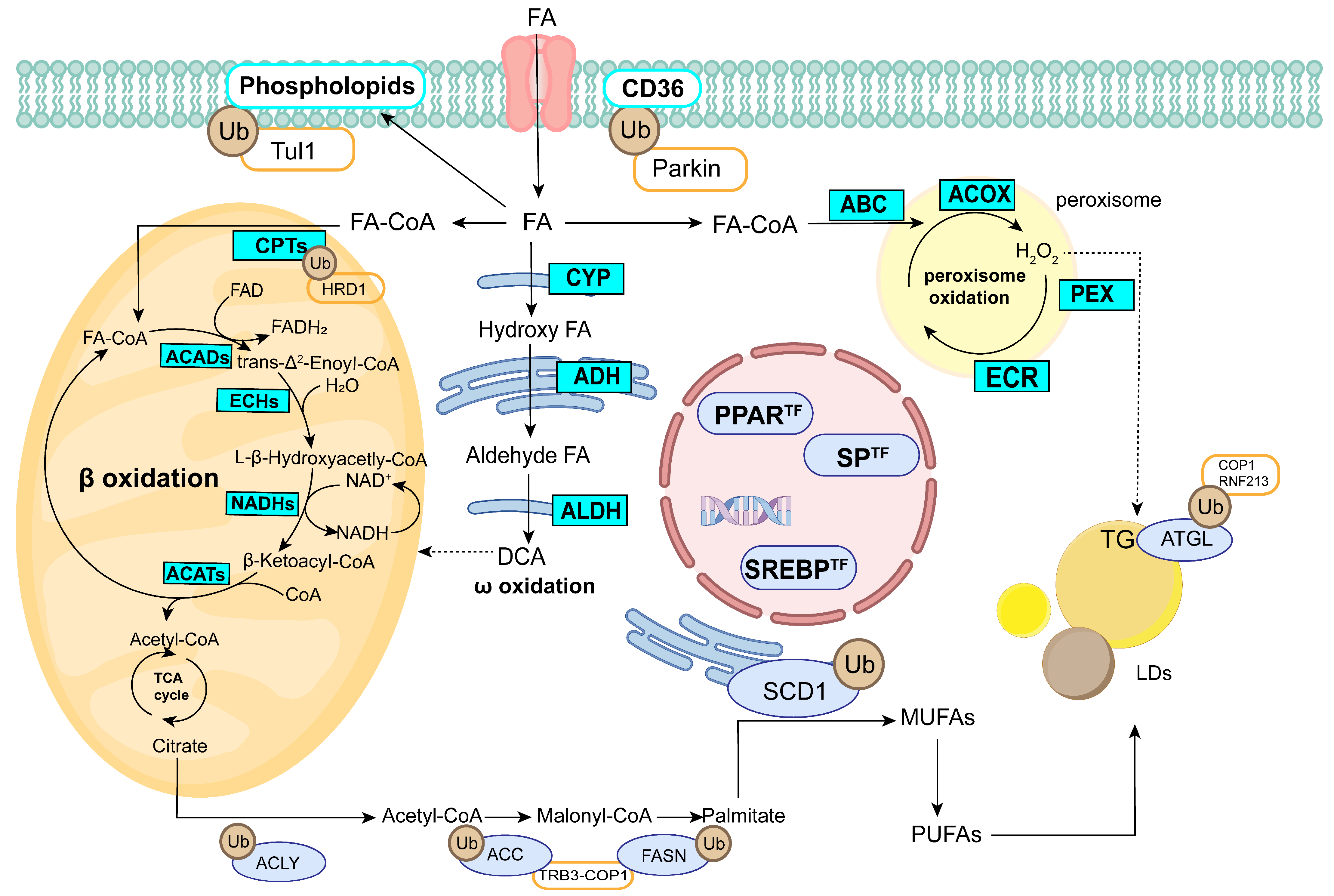 Fishes 10 00234 g008